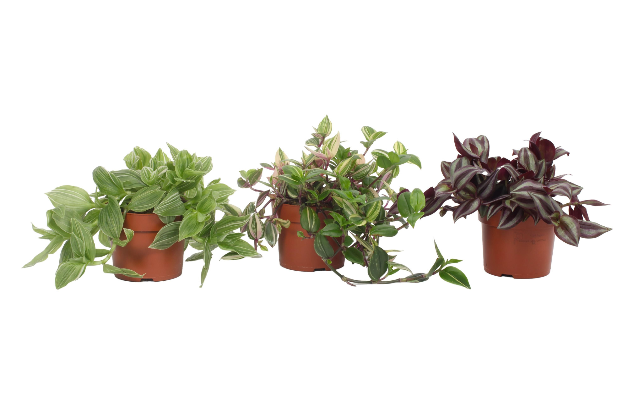 Tradescantia Mix 12CM - vrije mix, D 12 cm