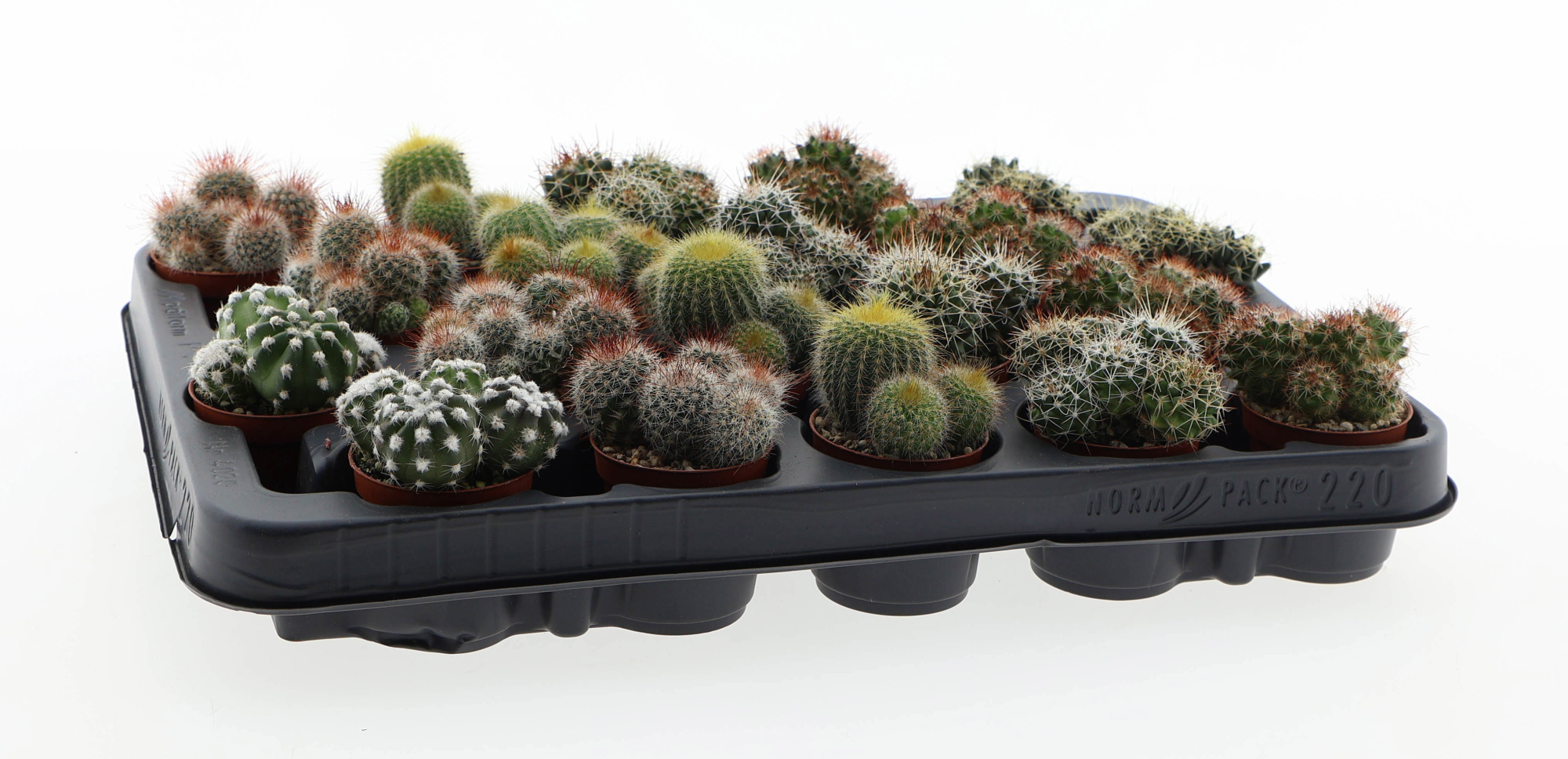 Cactus bol mix dubbel, D 5,5