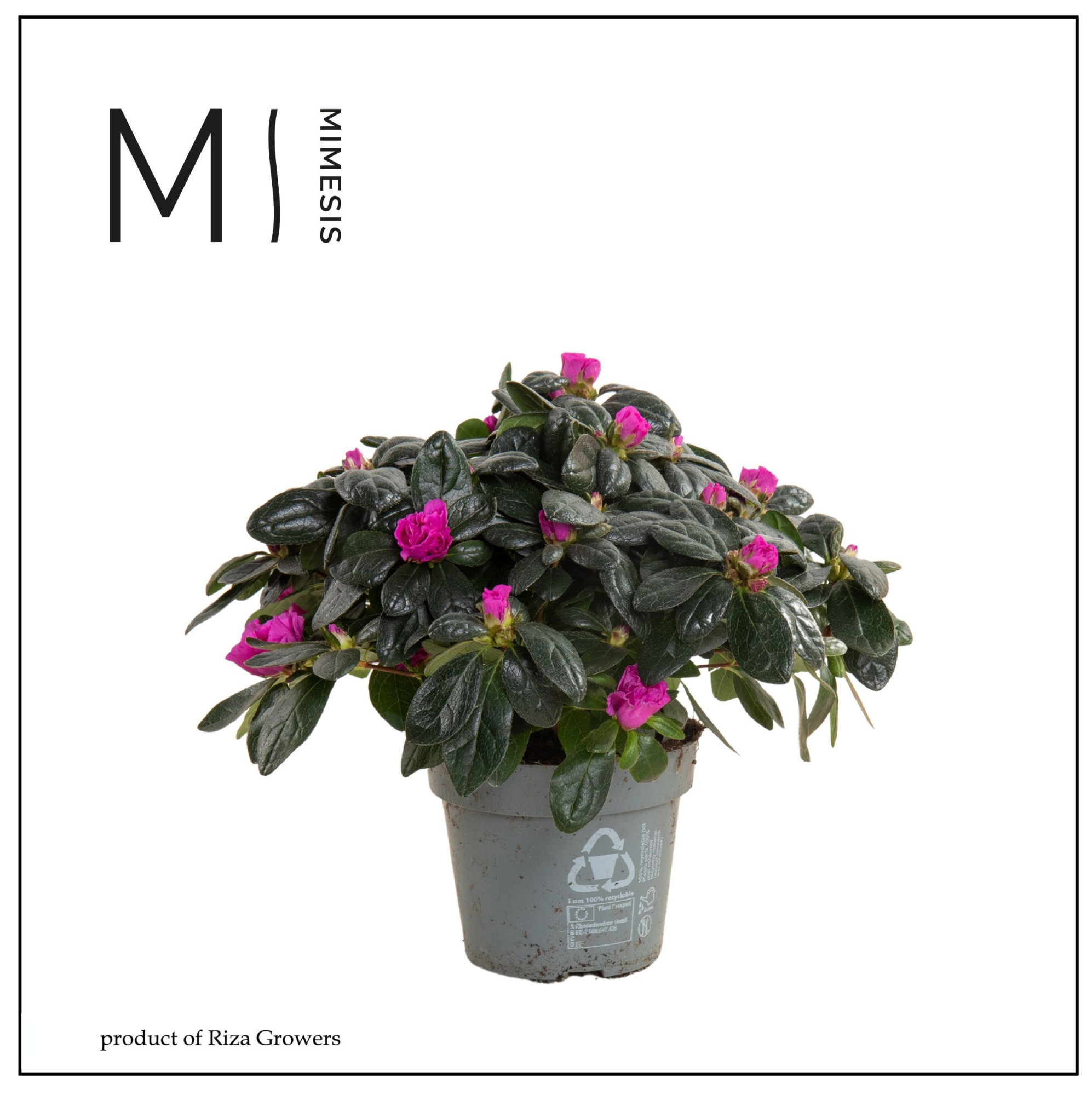 Mimesis Azalea AIKO - 13cm Purple, D 13