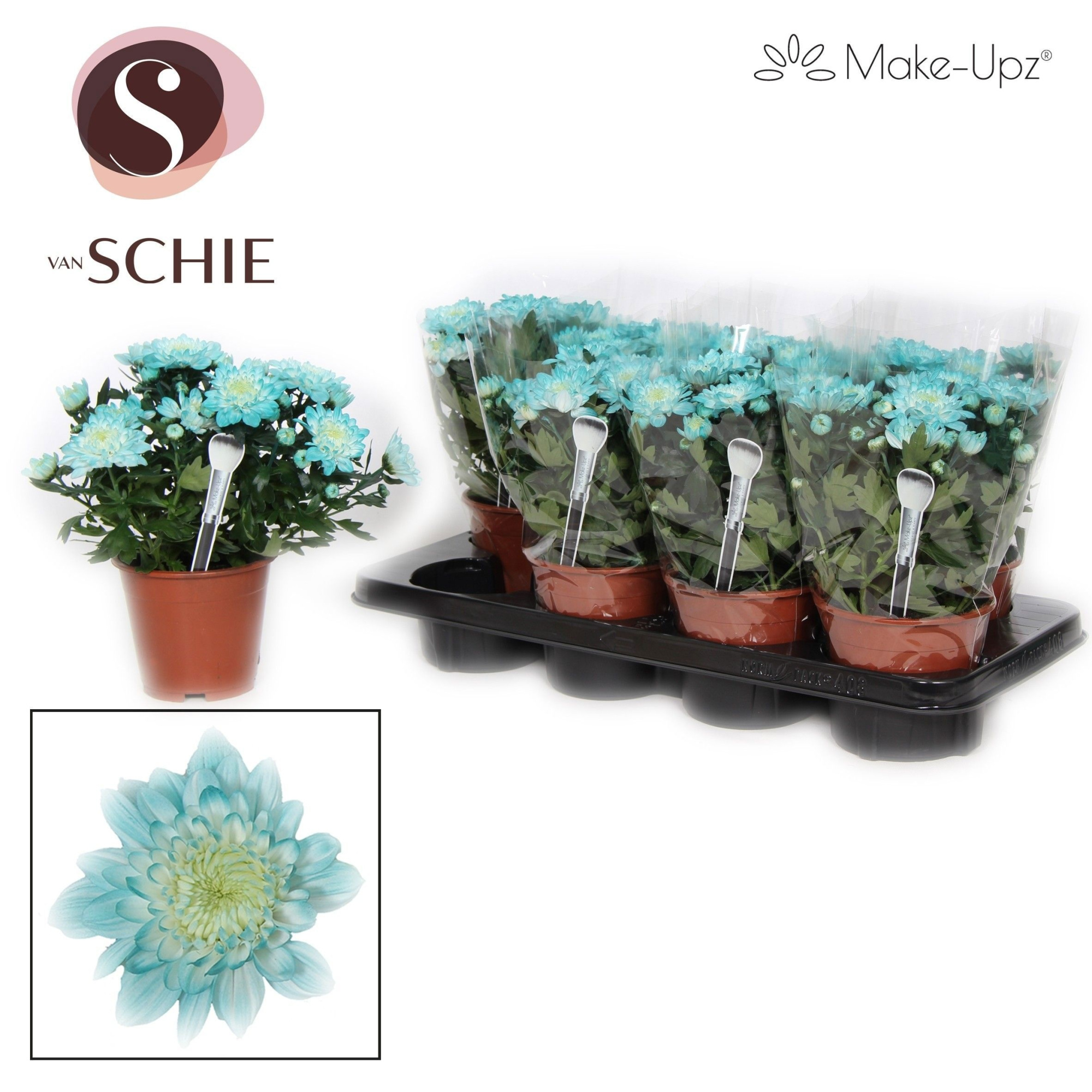 Chrysanne Grandezza Make-Upz® Aqua, D 13 cm