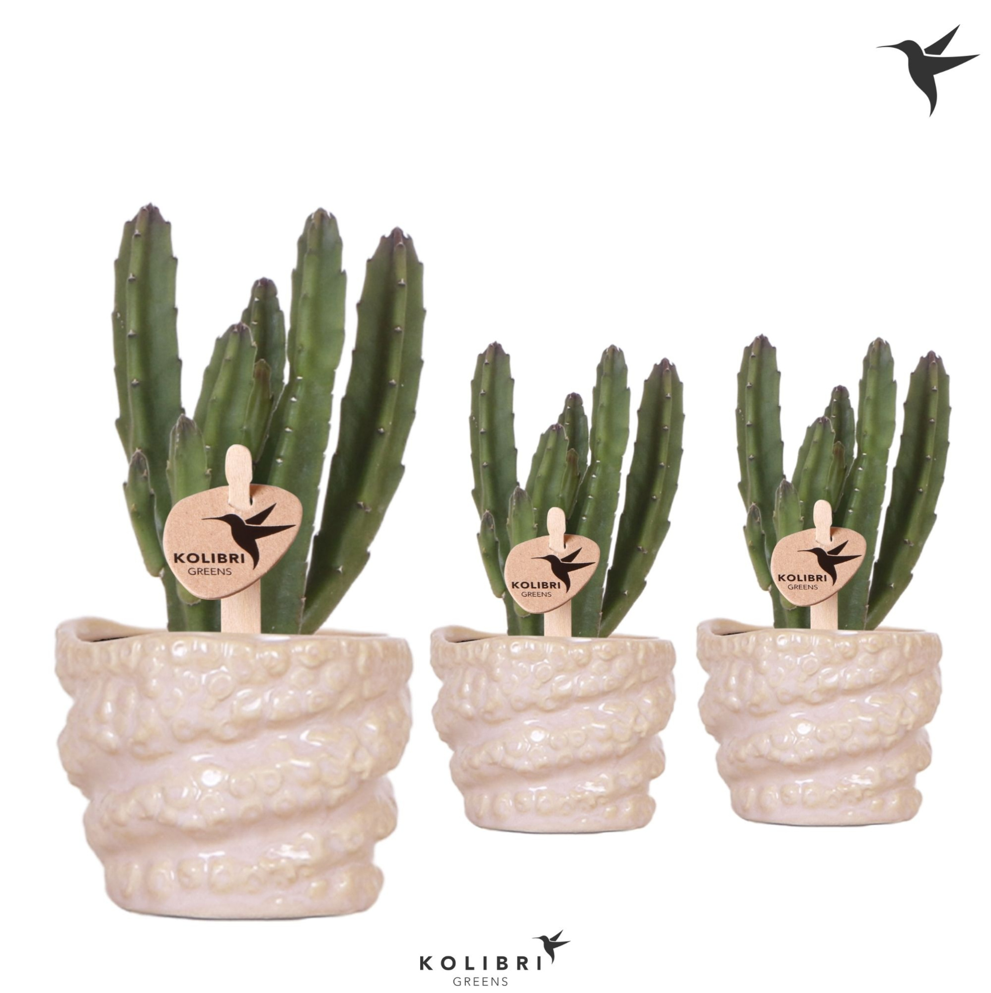 Kolibri Greens Stapelia Leendertziae in Octopus pot, D 6