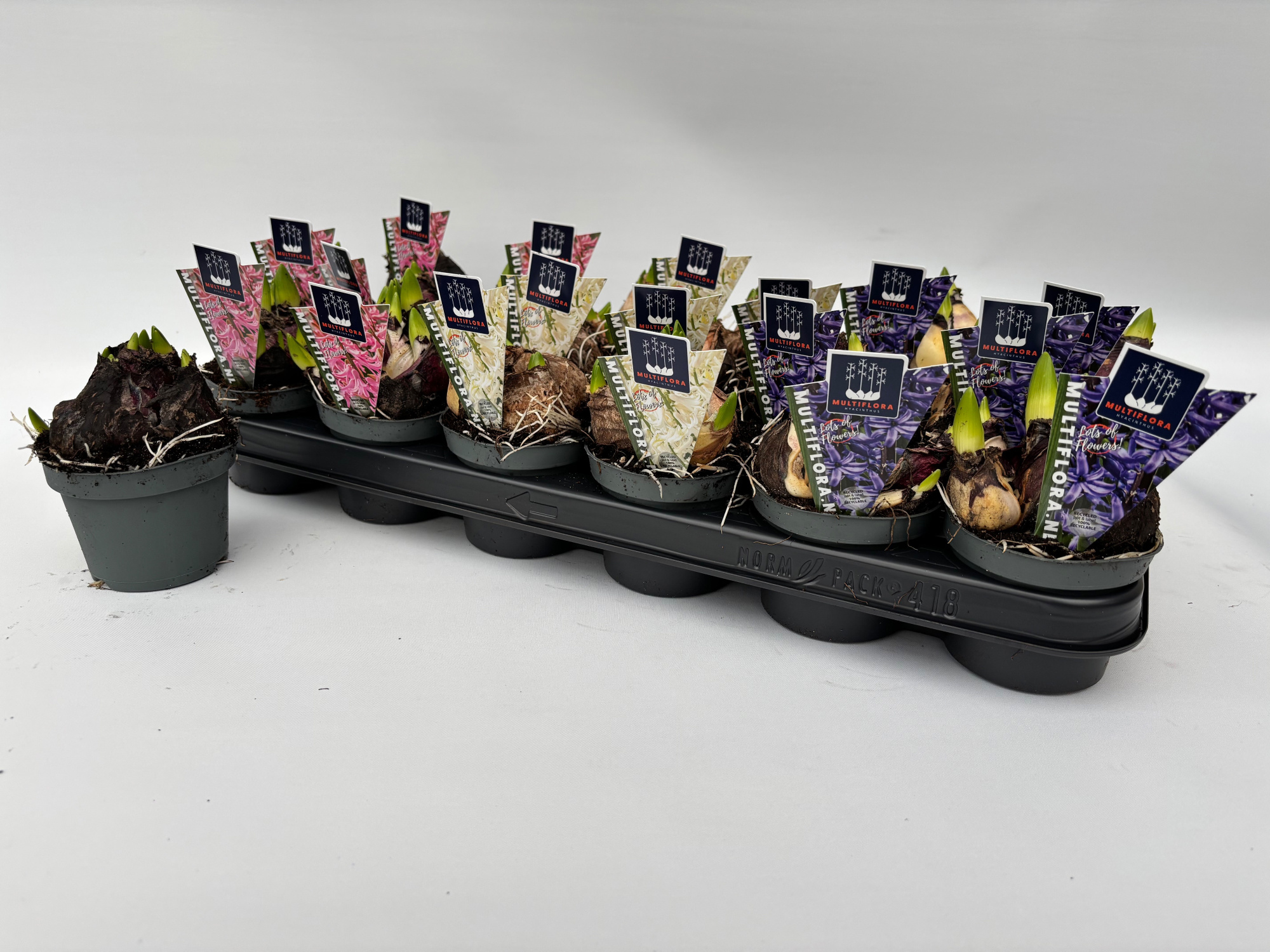 9 cm 4 kleuren GEMENGD Hyacint Multiflora, D 9