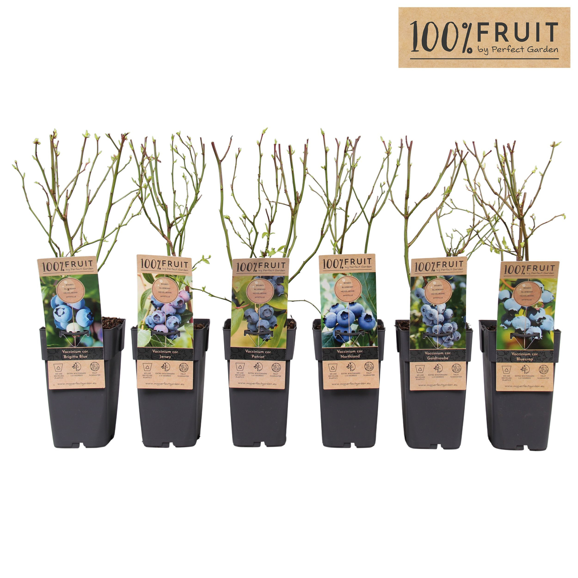 Vaccinium corymbosum mix laag P15, D 15 cm