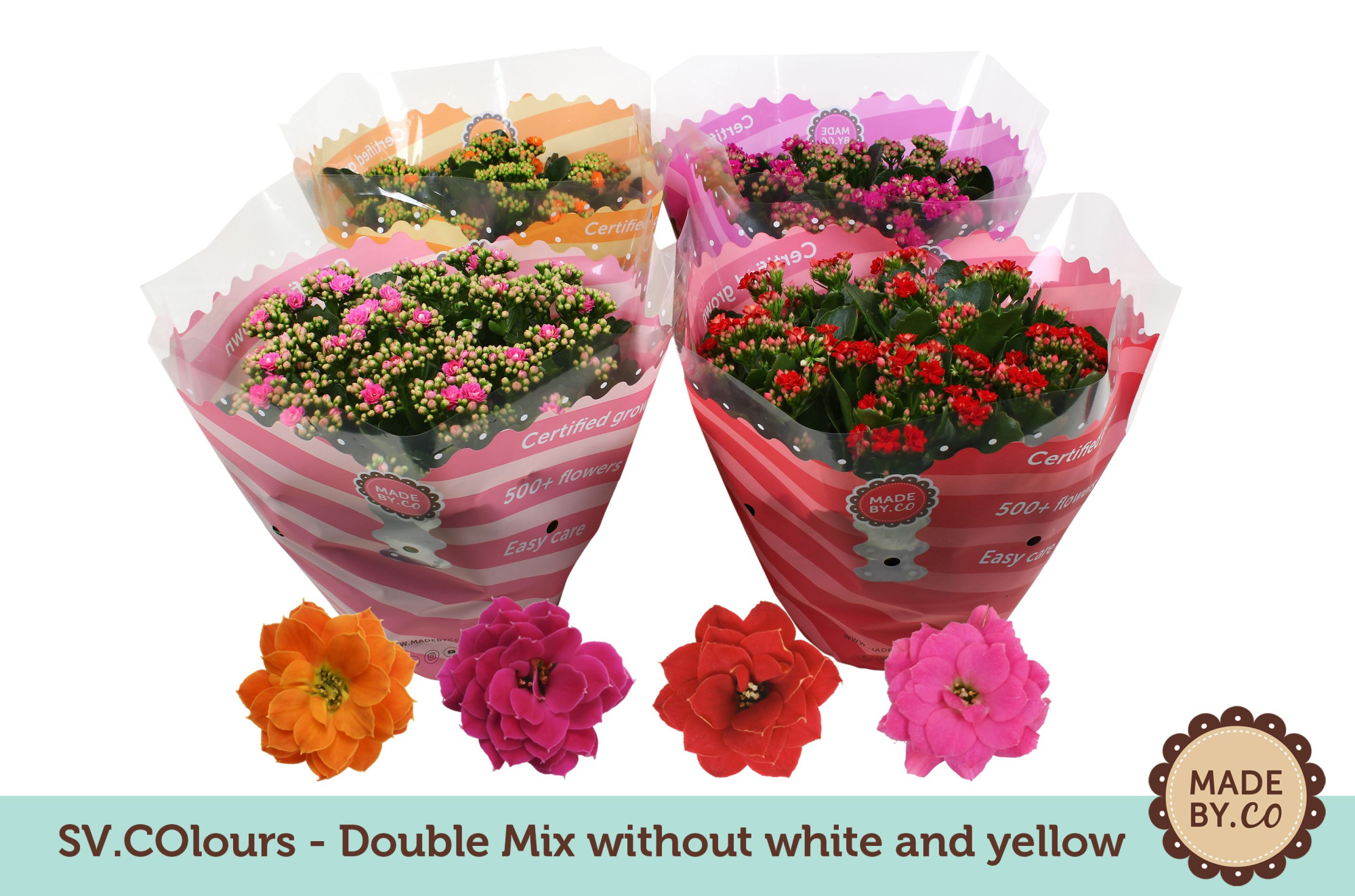 Kalanchoë Double Mix in SV.COloursleeve - without white & yellow, D 23
