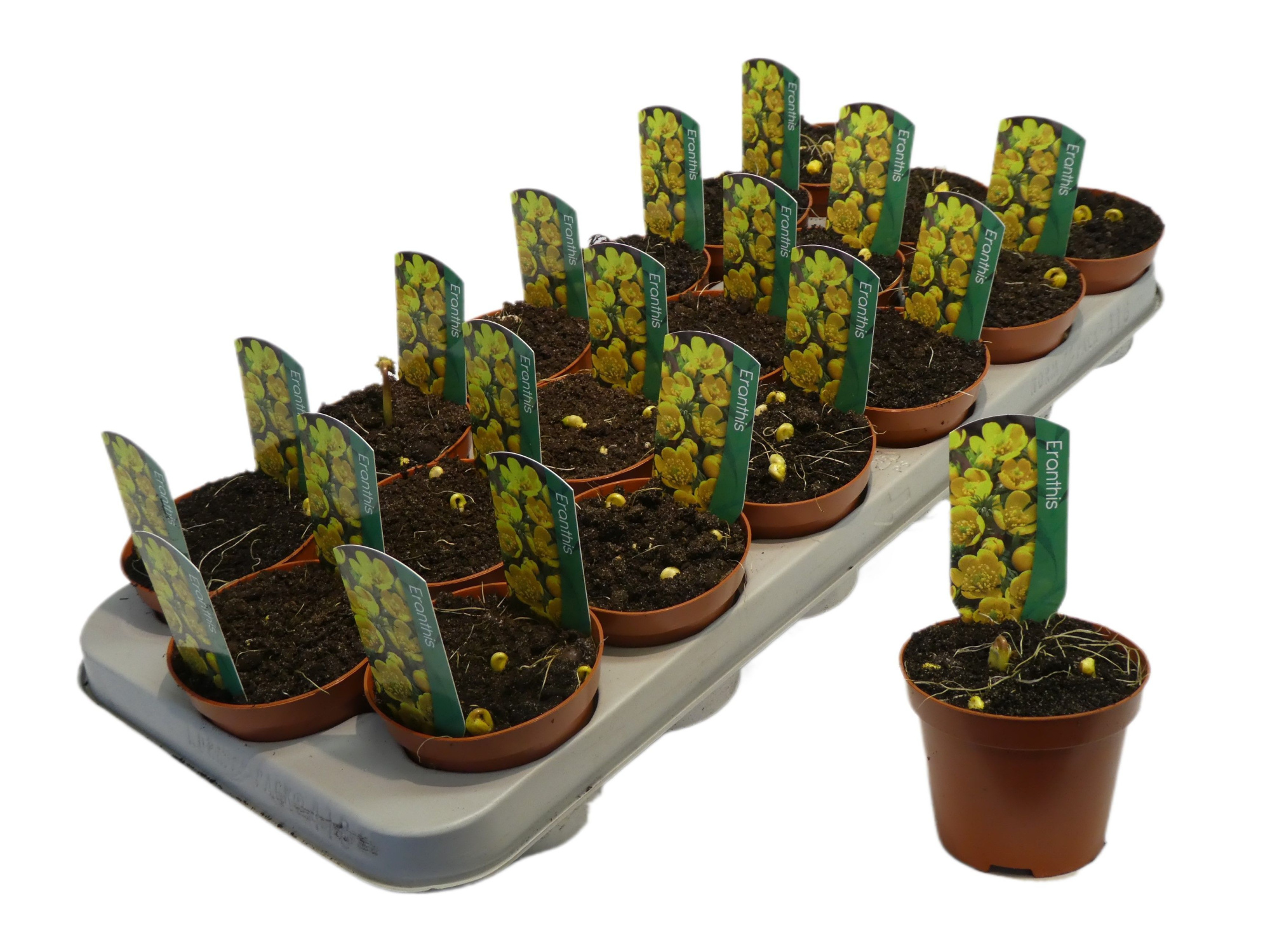 Eranthis hyemalis, D 9