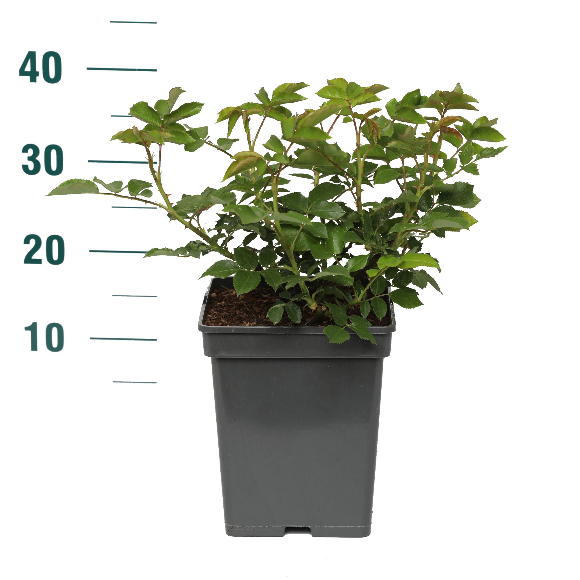 Rosa 'Sophie Luise' - Struik - VP5 - Categorie 3, D 23 cm