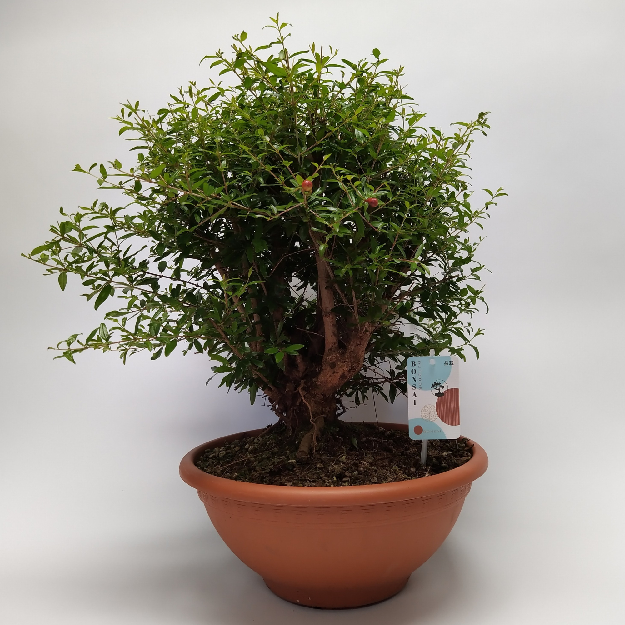 Punica Bonsai 34 cm, D 34 cm