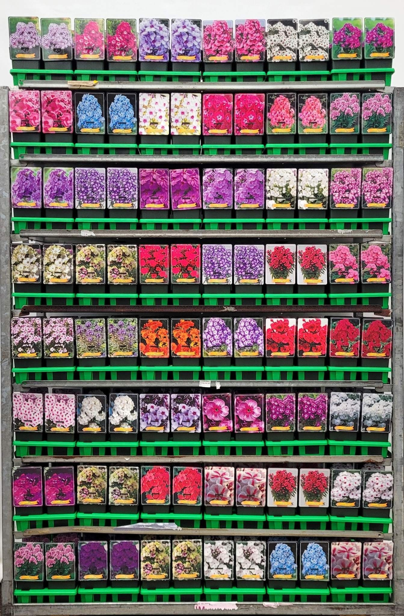 Phlox Paniculata Mix CC P11, D 11 cm