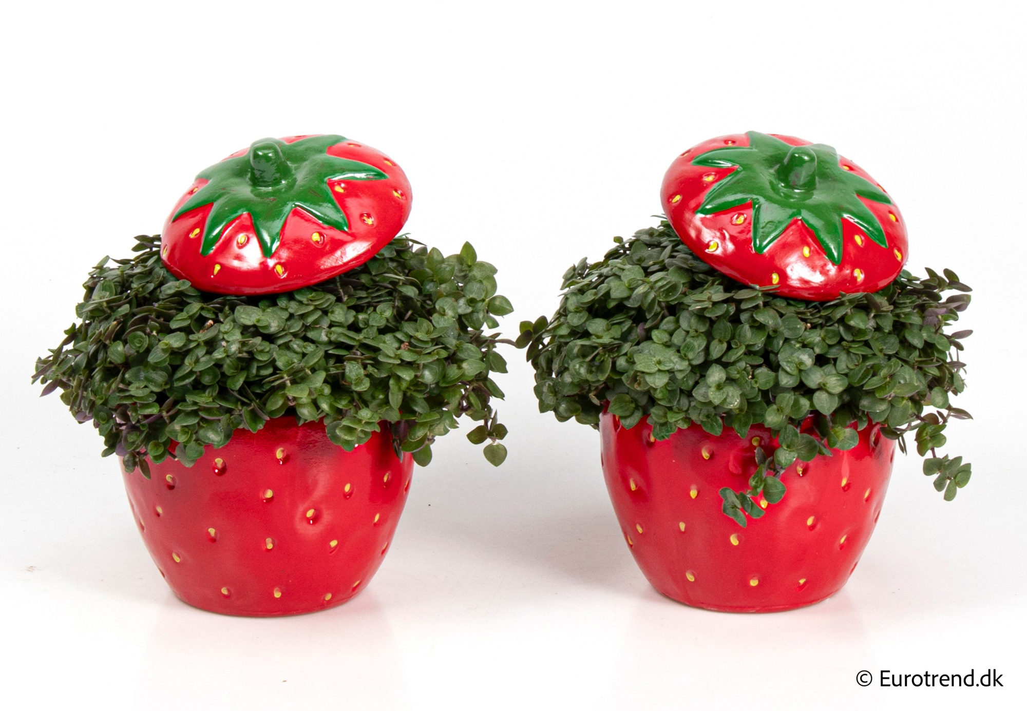 Callisia in Spring, Summer & Autumn ceramic 2026, D 10,5