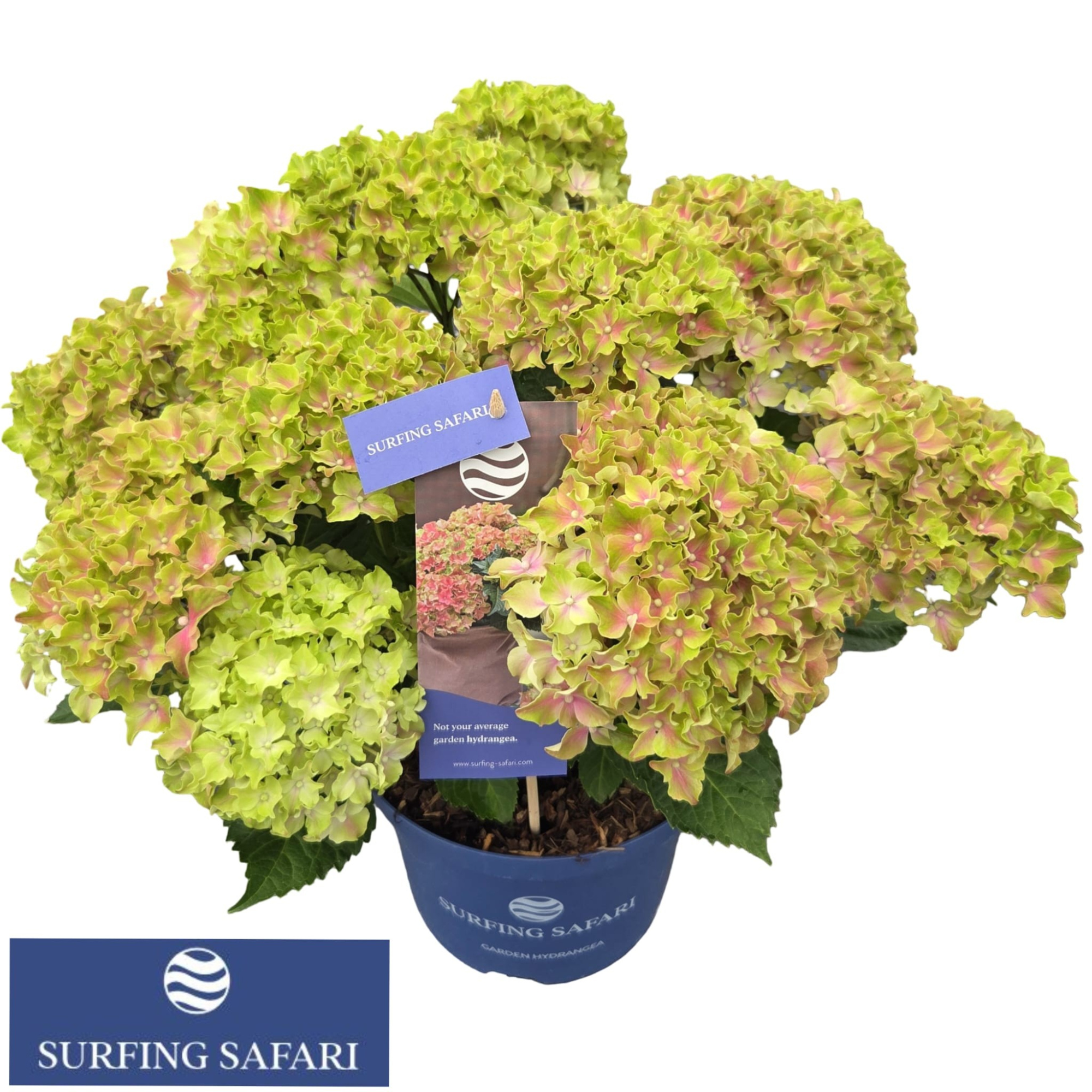Hydrangea macr. 'Surfing Safari' Sunset®, D 23