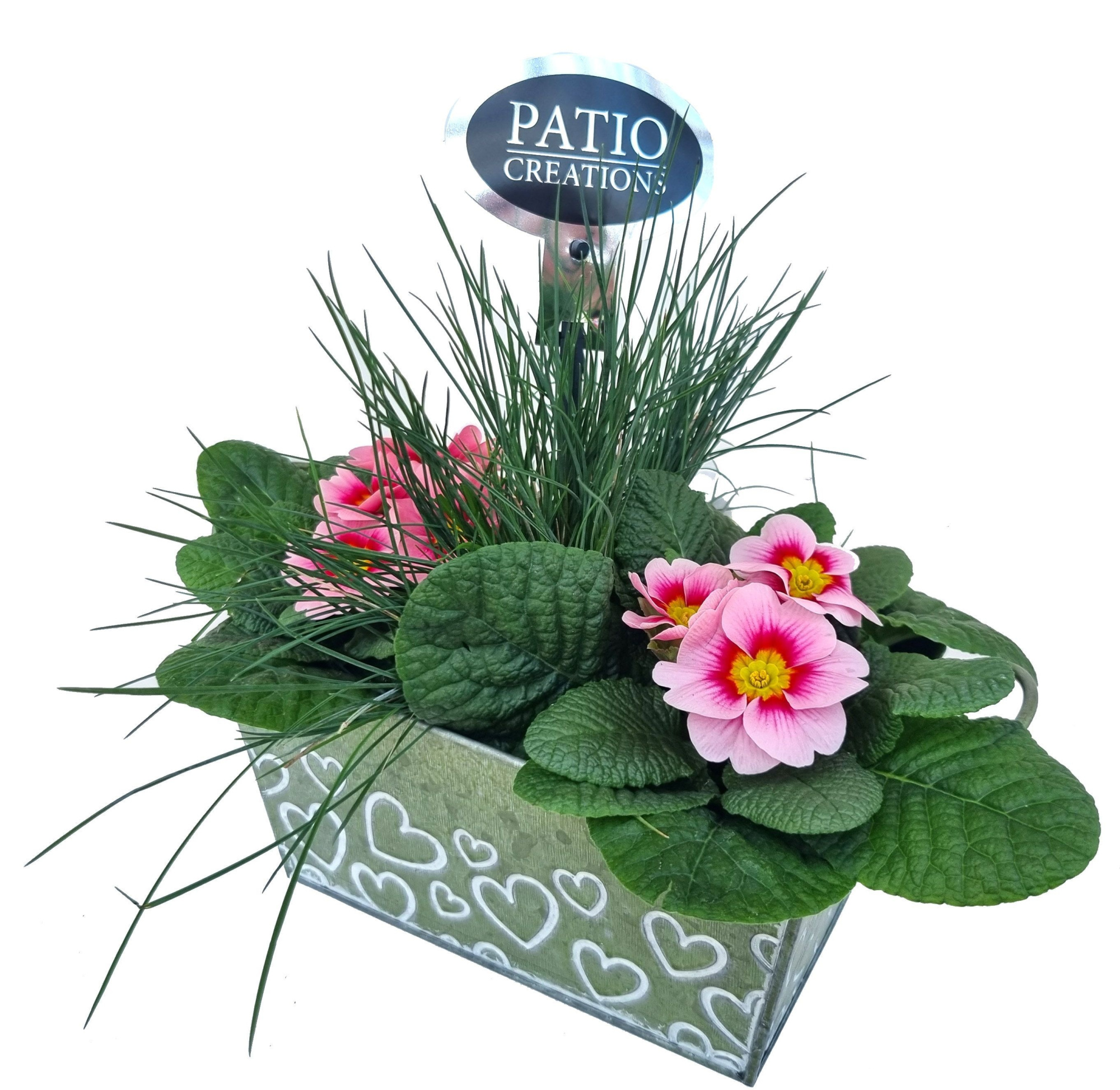 PRF761-9001 Primula/Festuca Green Love zink S, D 18