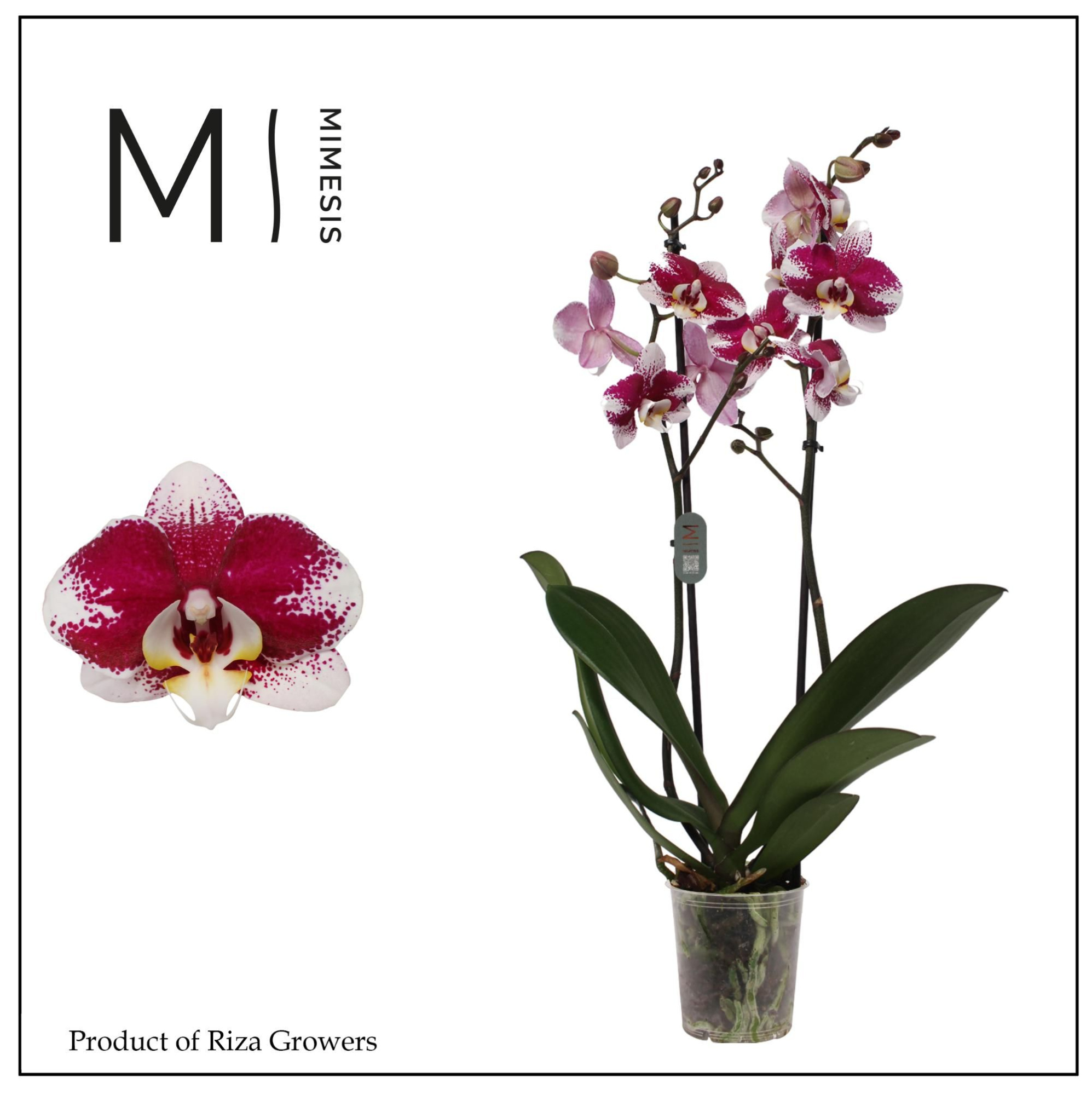 Phalaenopsis Barcelona 2 spike - 12cm | Mimesis, D 12 cm