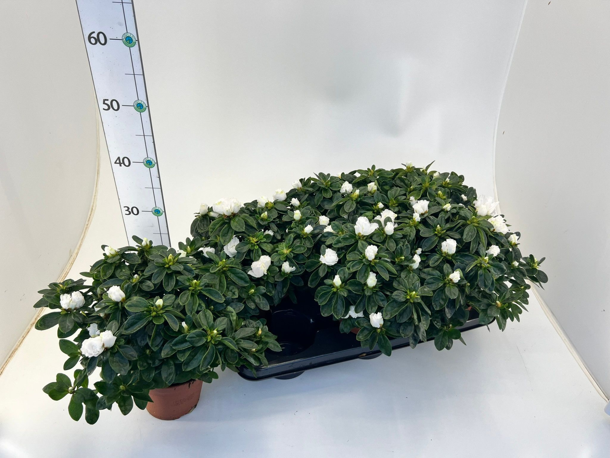 Rhododendron simsii T13 ⌀22-25 white, D 13 cm