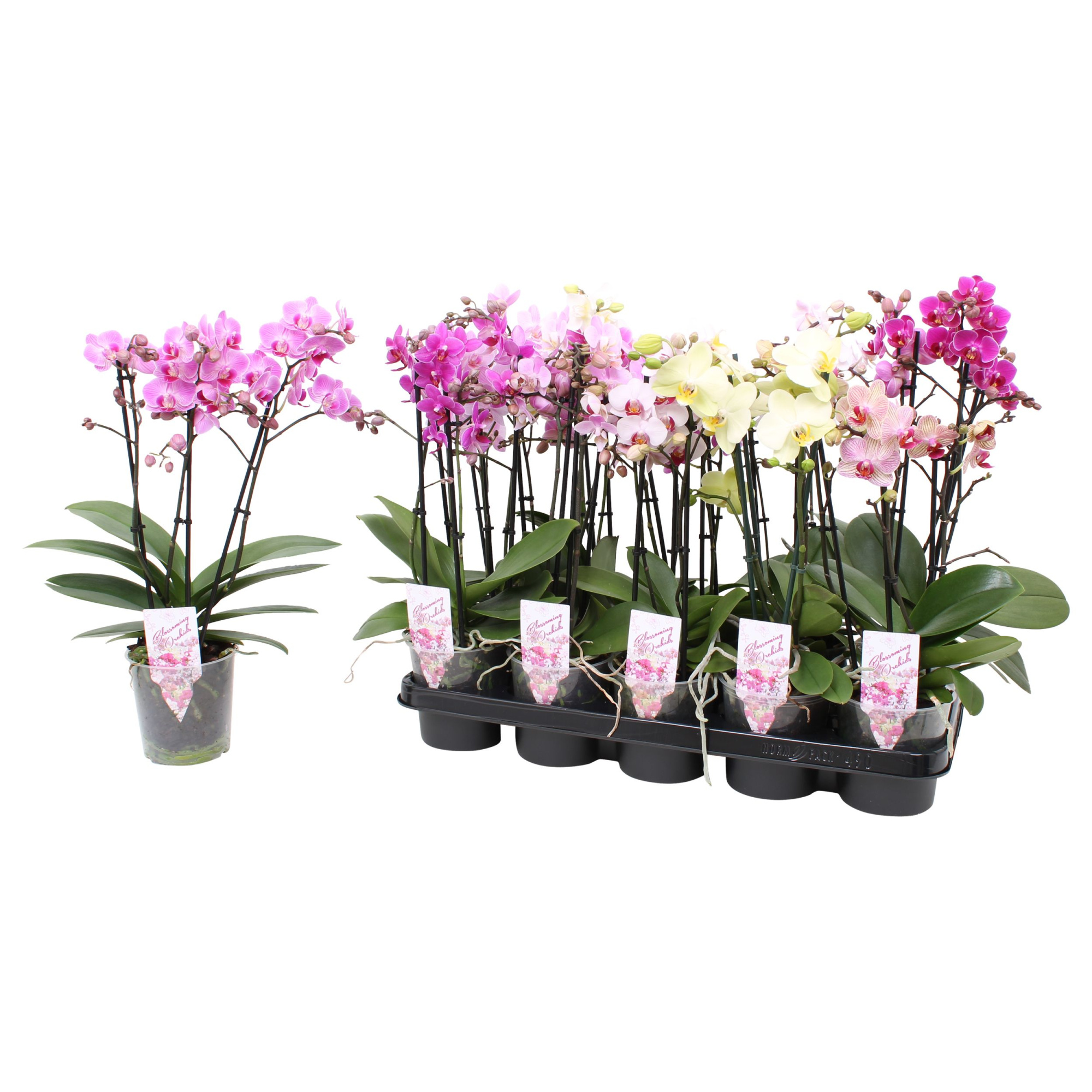 Phal. Multiflora 3-tak mix 30+ bloem 4 kleuren, D 12