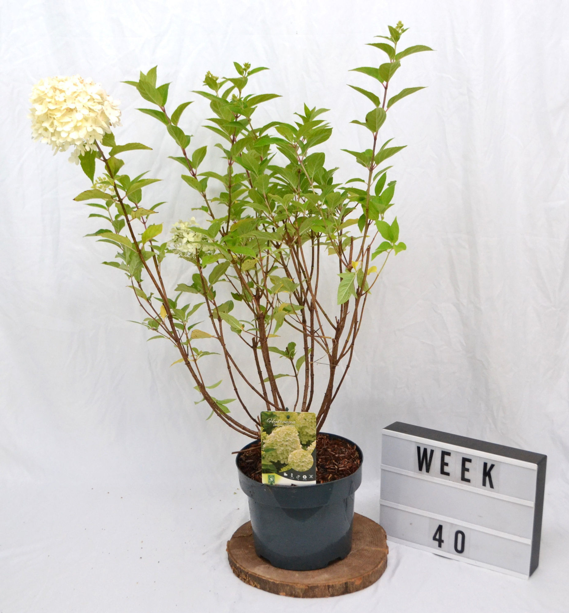 Hydrangea pan. 'Limelight' C5, D 23 cm