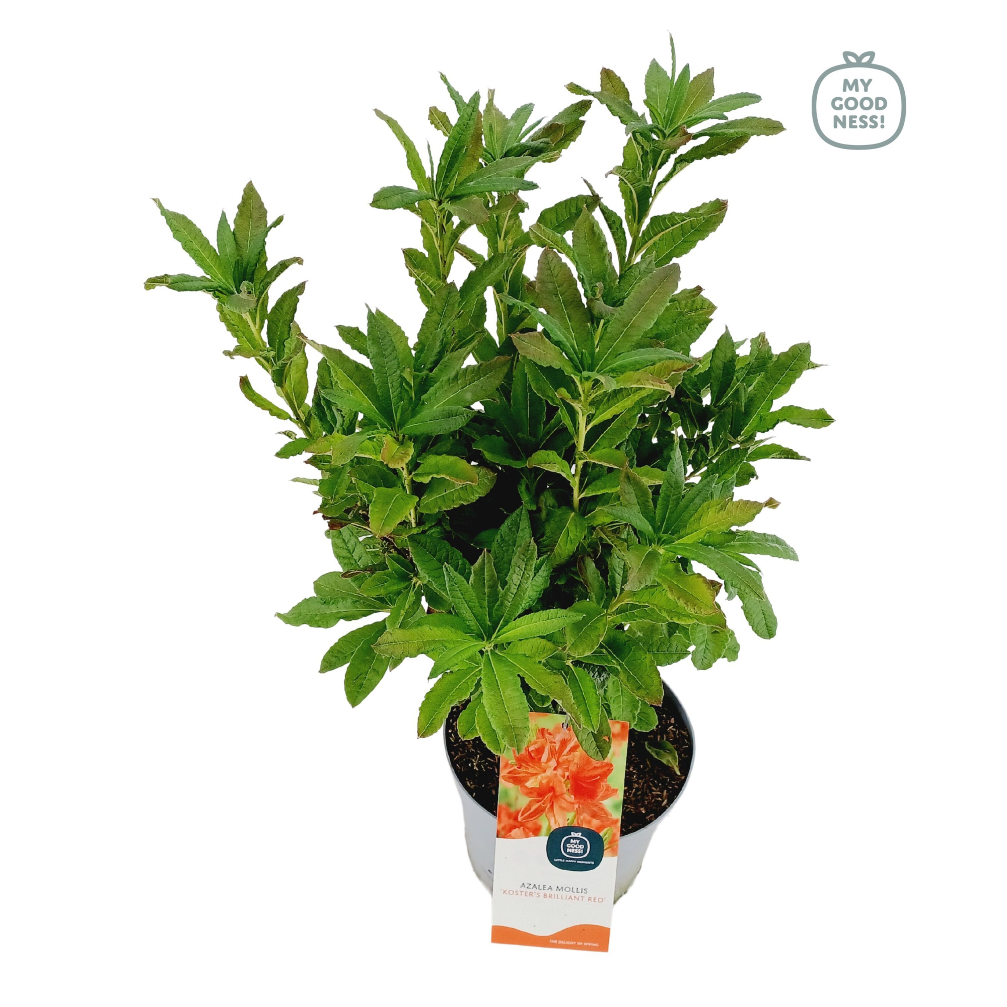 Azalea Mollis 40 /C5 'Koster Briljant', D 23 cm