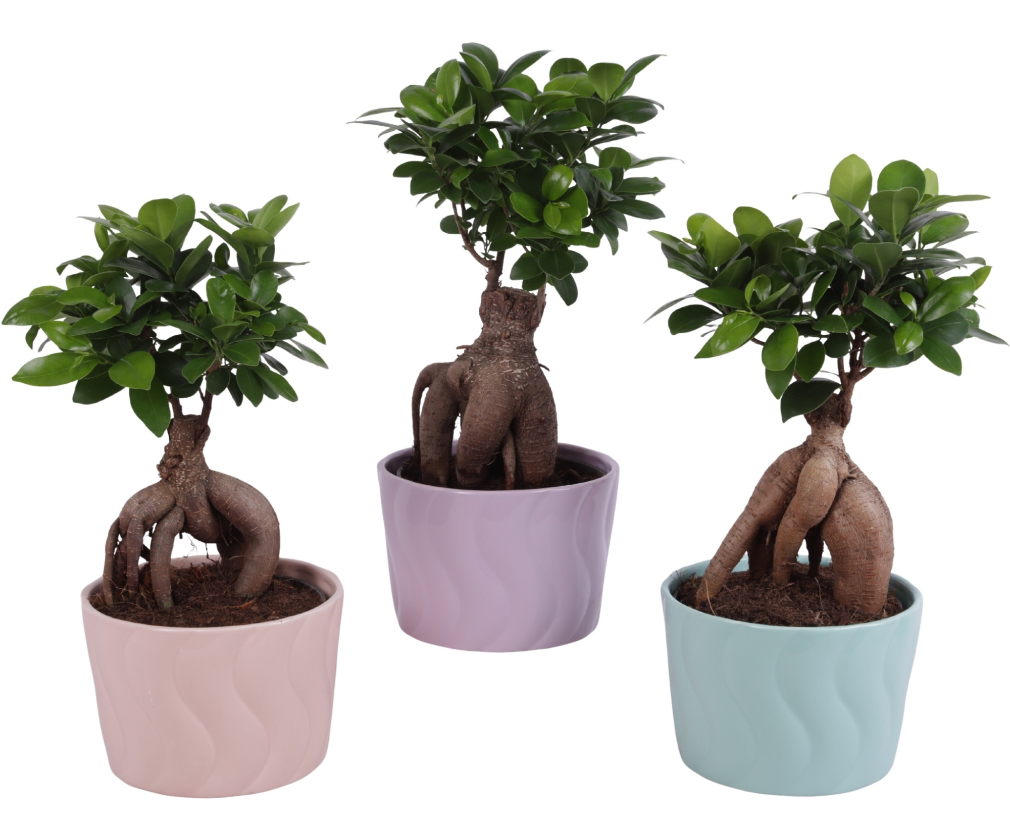 Ficus m. Ginseng Ball Shape Ø15cm in Ø17cm Ceramic SE662, D 17