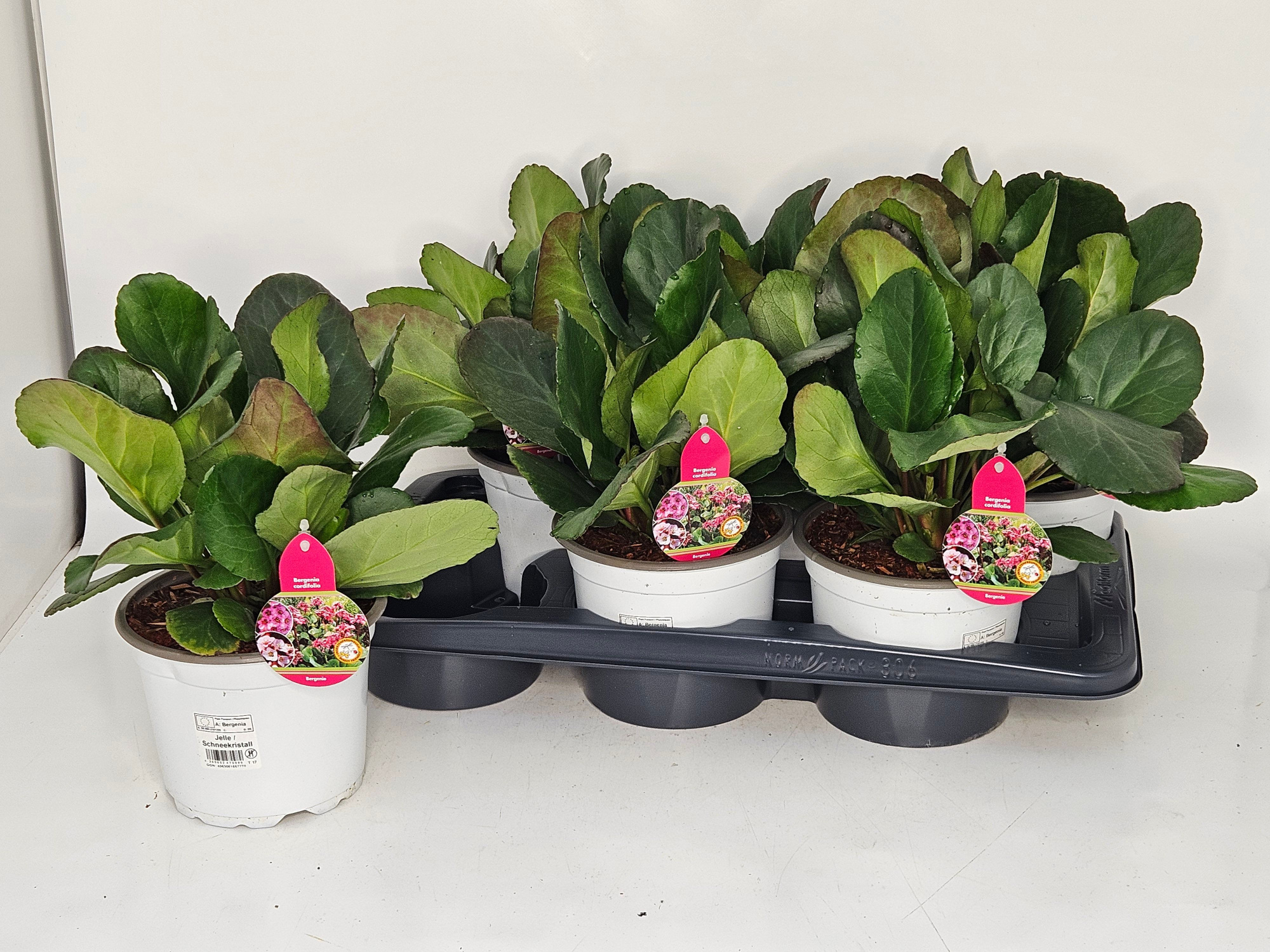 Bergenia Schneekristall - Jelle T17 (ohne Blüte), D 17