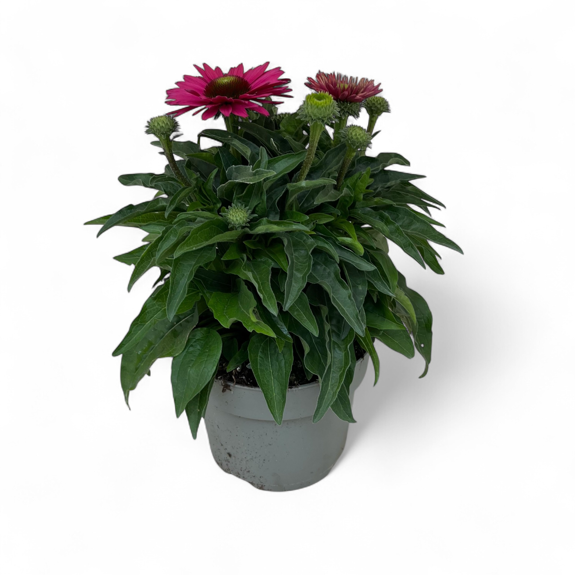 Echinacea Sunseekers Sweet Fuchsia C3, D 19