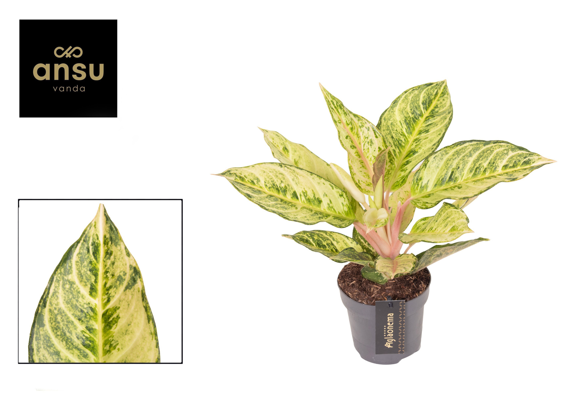 Aglaonema Chartreuse Pretty, D 12