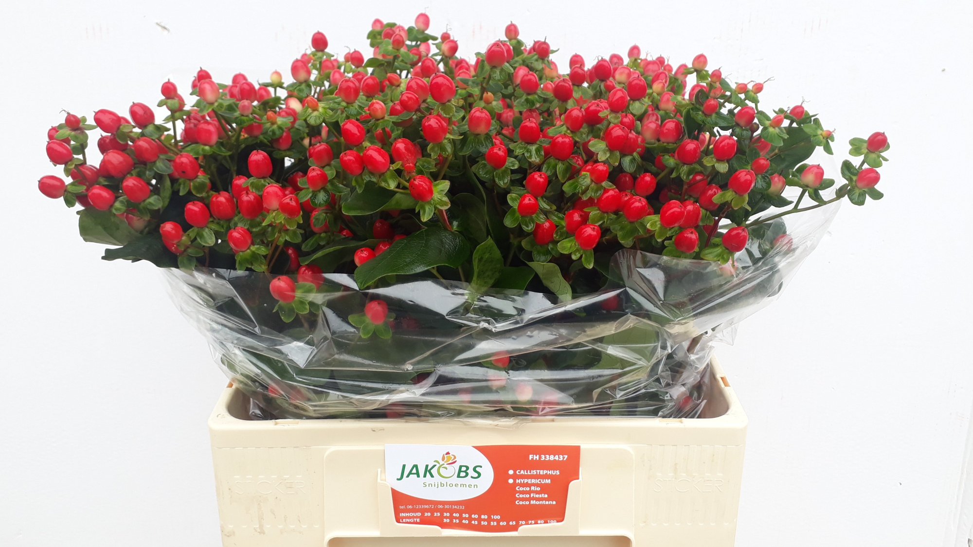 Гипперикум Коко Фиеста 60, шт.