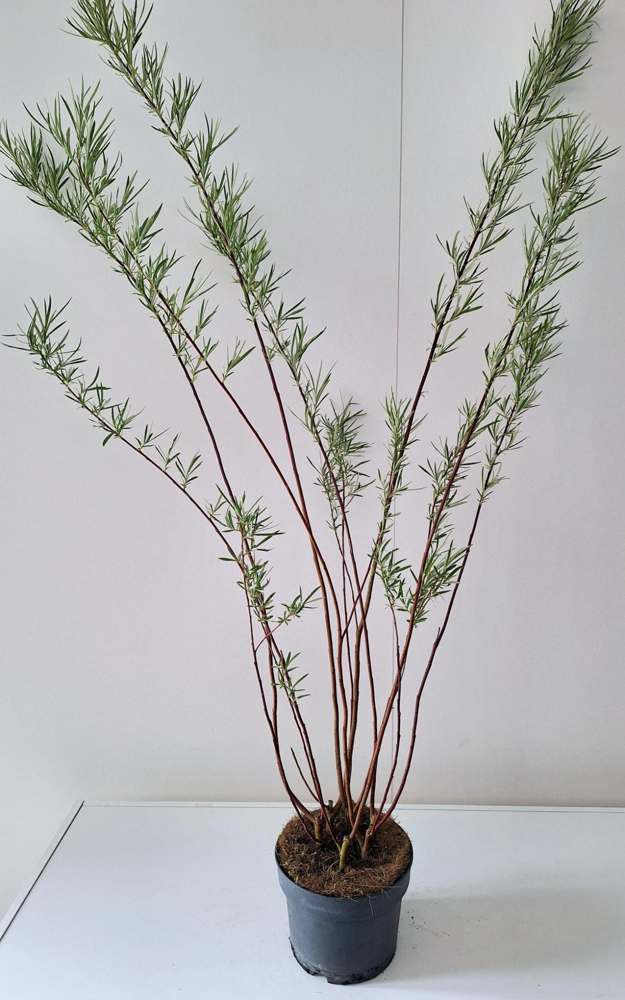 Salix Rosmarinifolia bush p17, D 17 cm