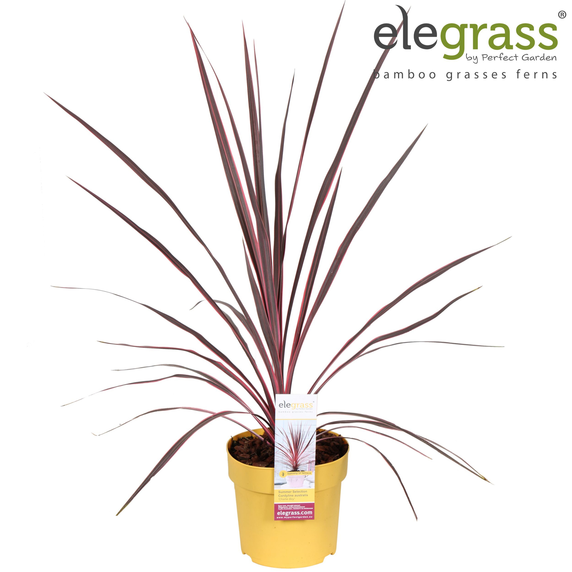 Cordyline australis 'Charlie Boy' P14, D 14 cm
