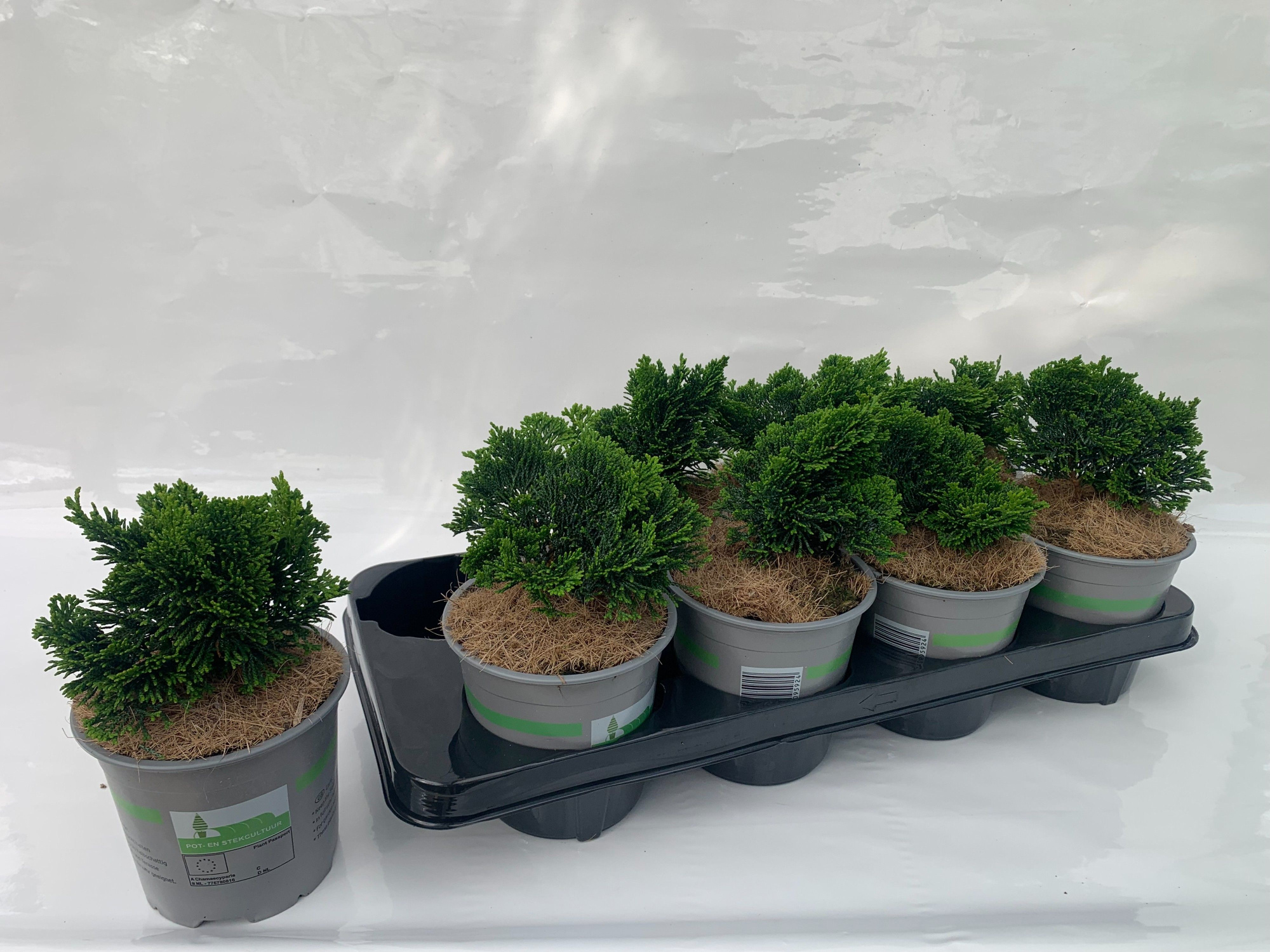 Cham obtusa Nana Gracilis, D 13 cm