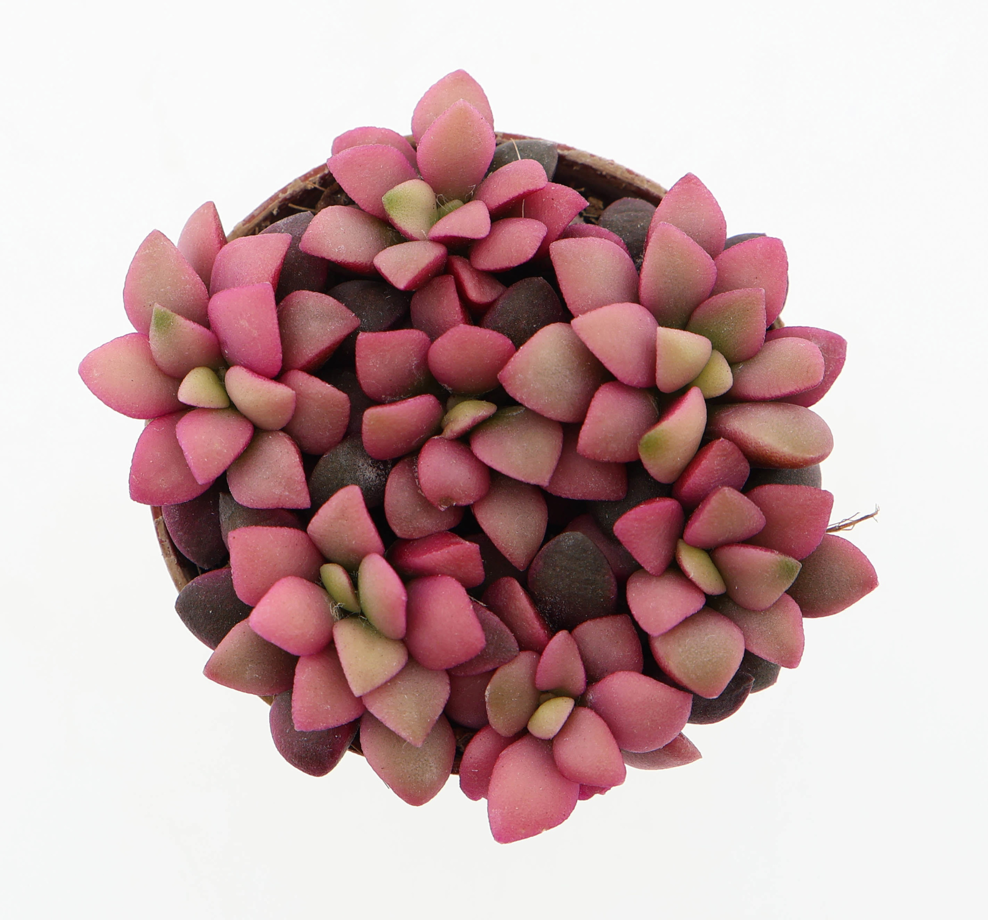 Anacampseros rufescens sunrise pink, D 5,5