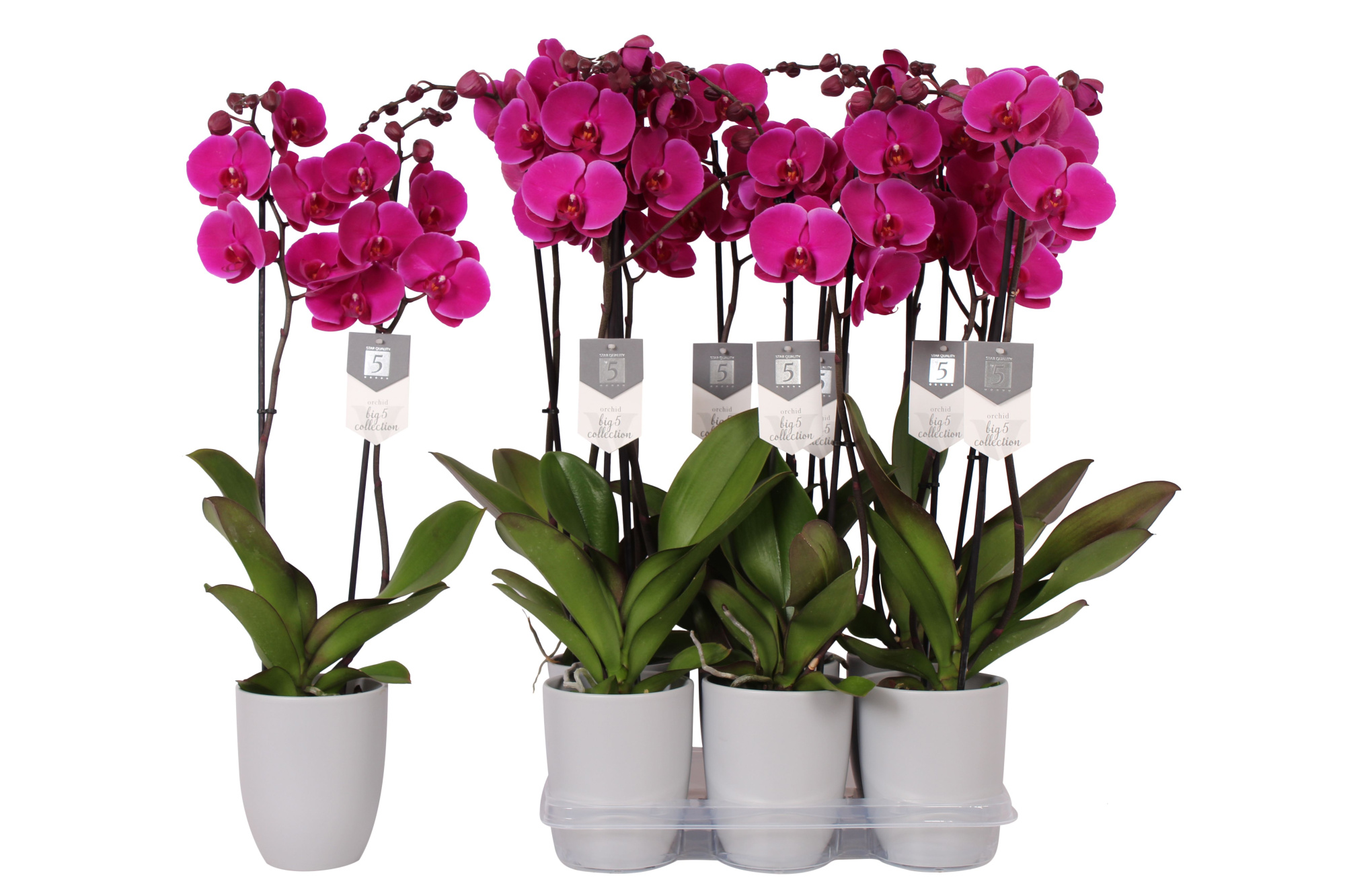Phalaenopsis Johannesburg, 2-spike 18+ Grey Ceramics, D 12 cm