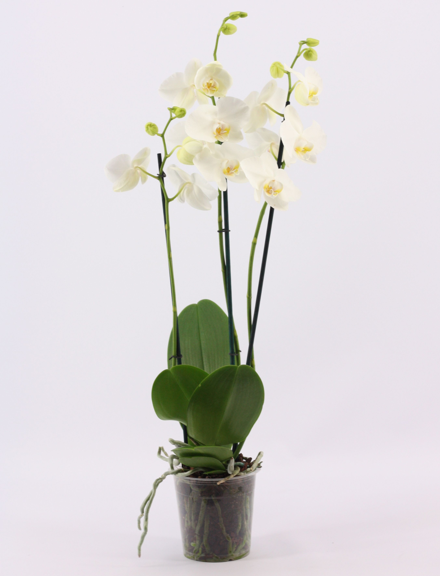 Phalaenopsis 3 tak wit, D 12 cm