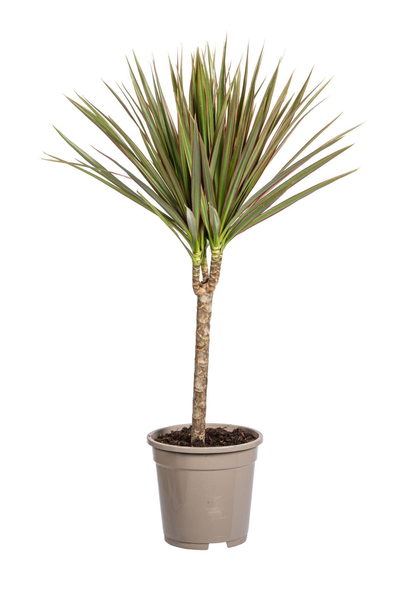 Dracaena Marginata Bicolor T17, D 17