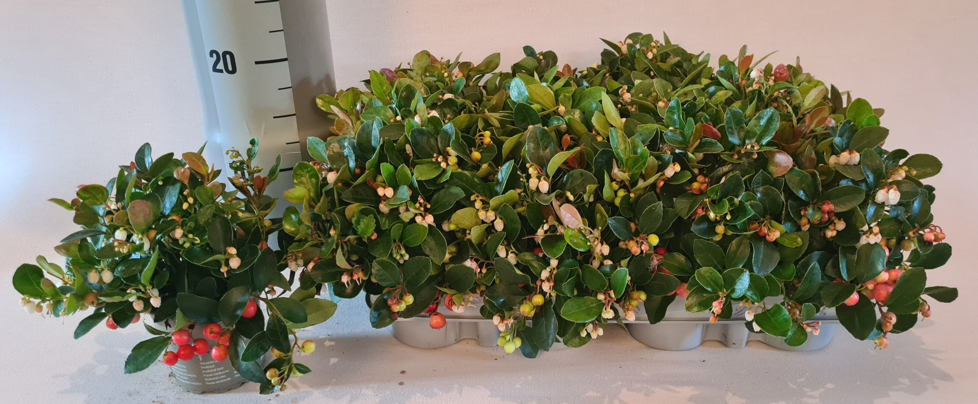 Gaultheria procumbens, D 9 cm
