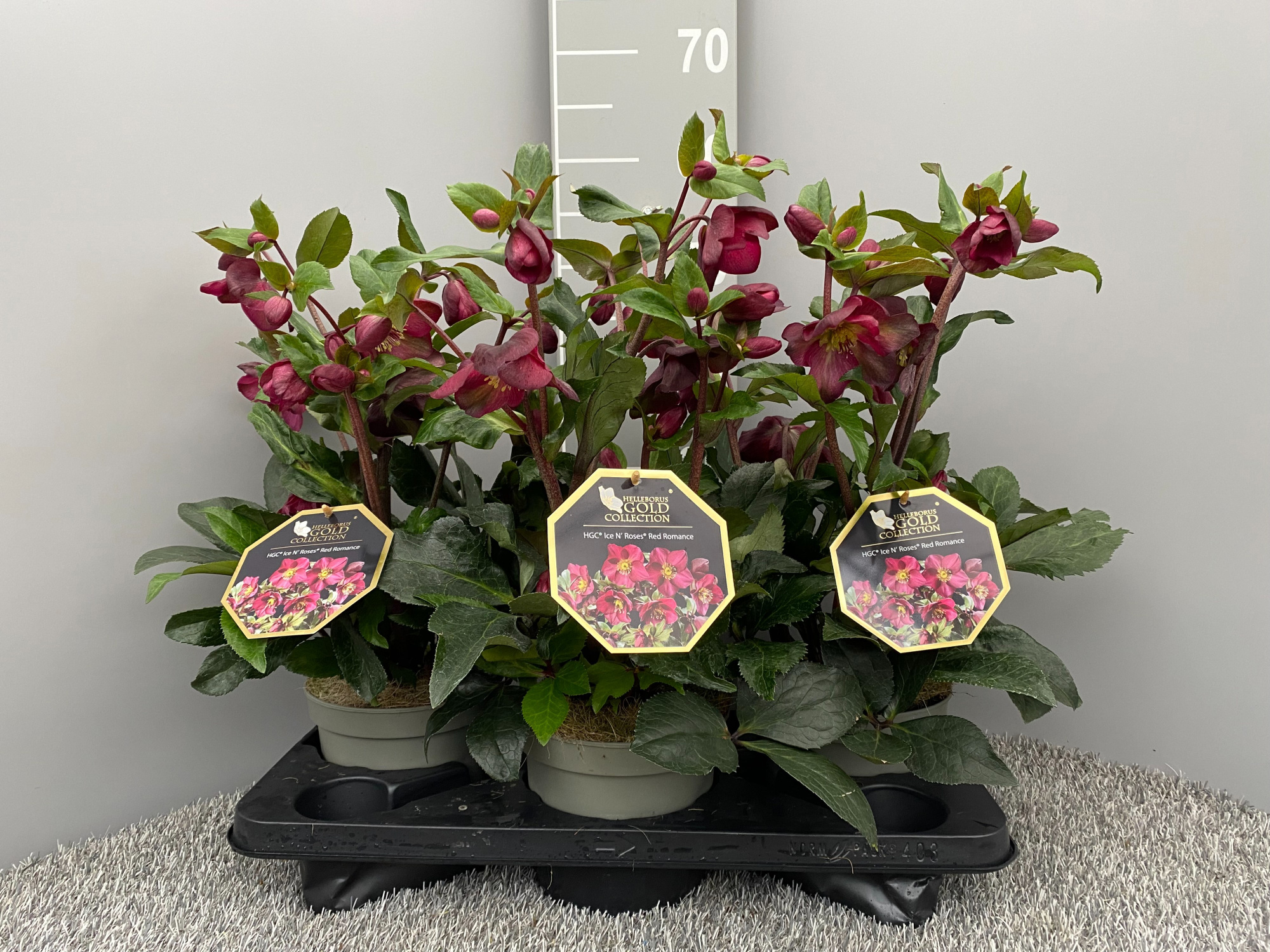 HGC® Ice N' Roses® Red Romance, D 17 cm