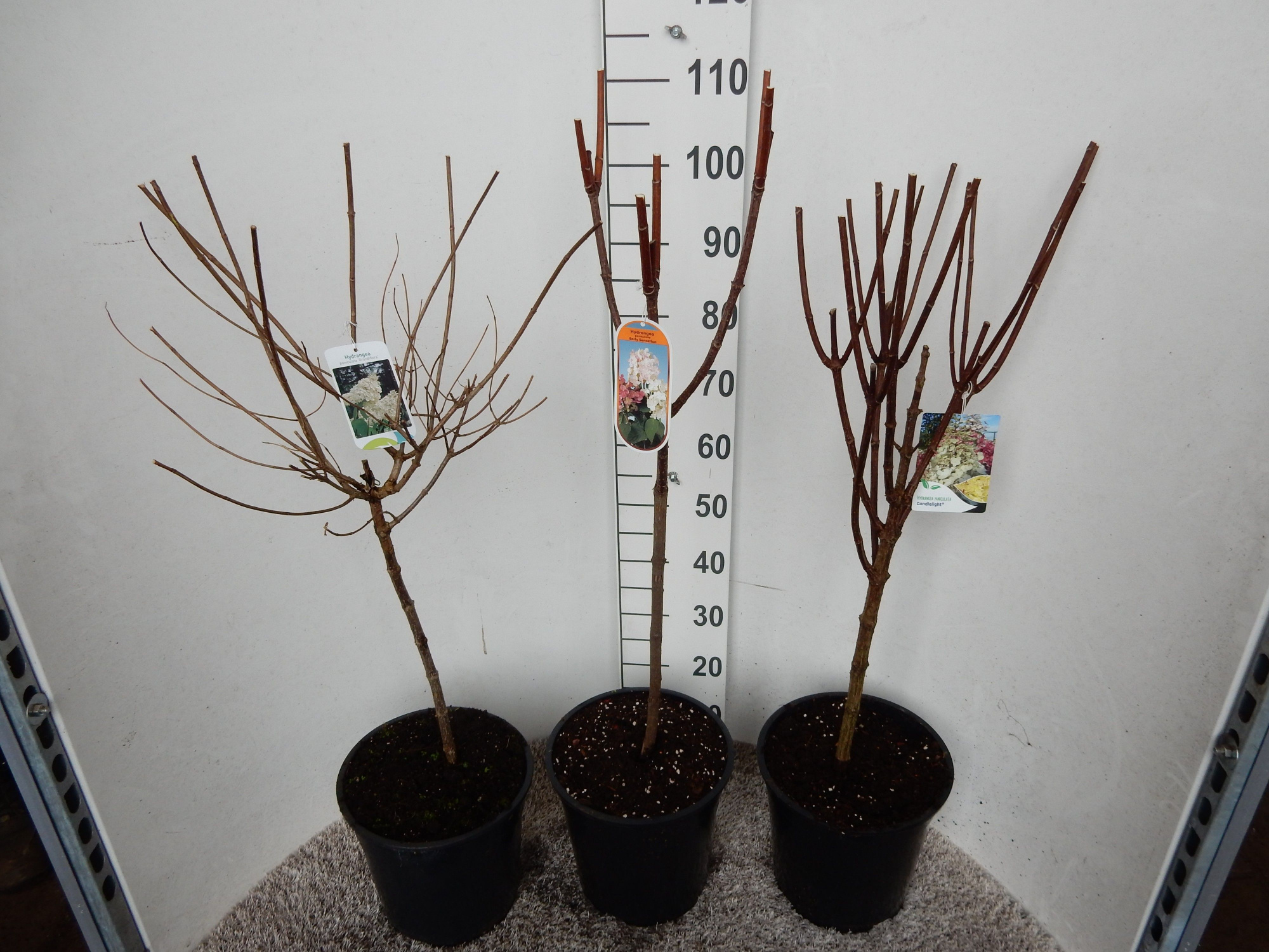 Hydrangea paniculata in cultivars 40 stam 30 cm kroon P28, D 28 cm