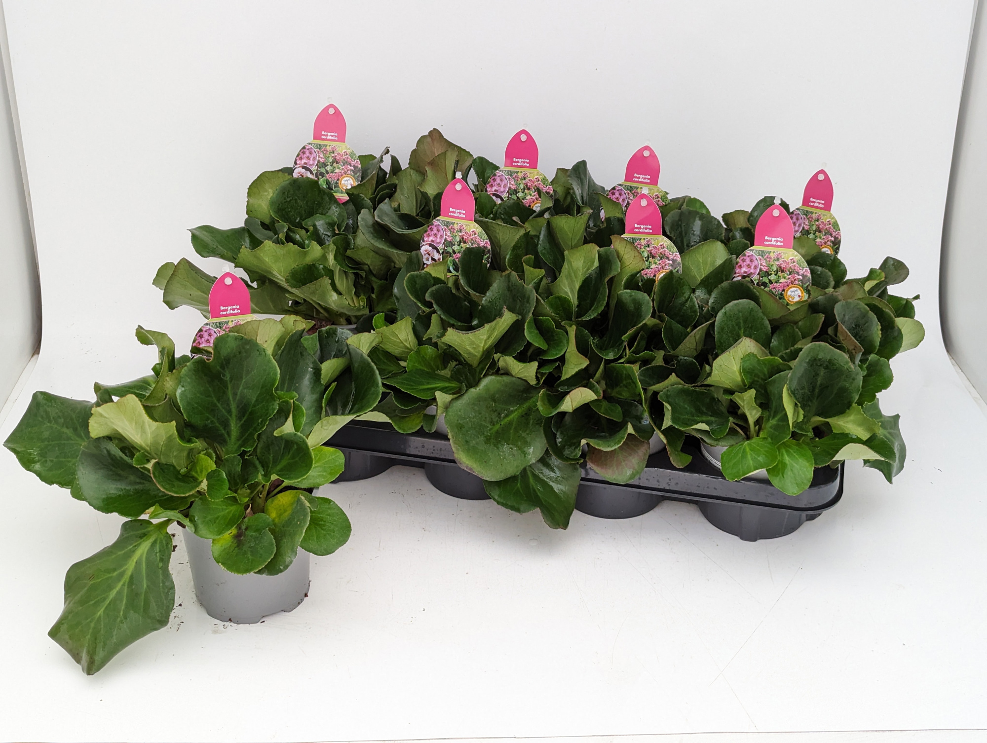 Bergenia Rosenkristall T13 (ohne Blüte), D 13 cm