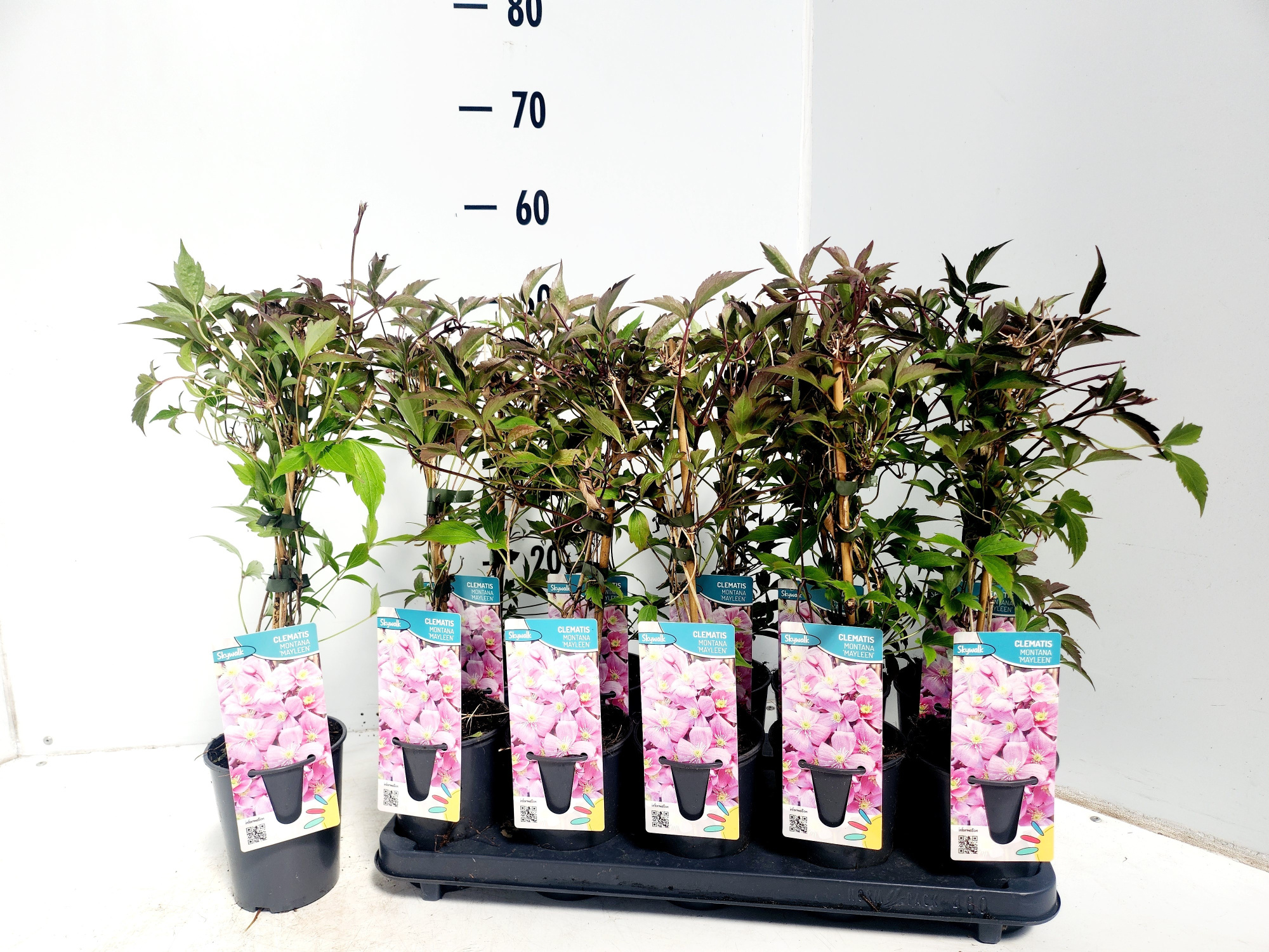 Clematis montana Mayleen, D 12 cm