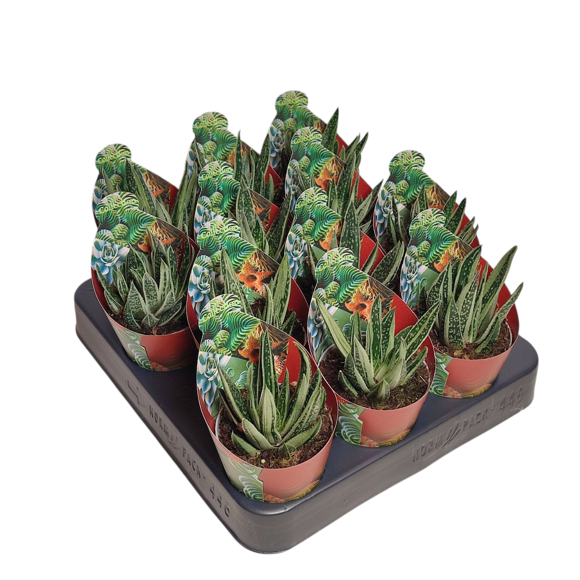 GASTERALOE 'SPIRIT OF 88'POT Ø 6,5 - COLLECTION WITH POTCOVER (SUCCULENTEN), D 6,5 cm