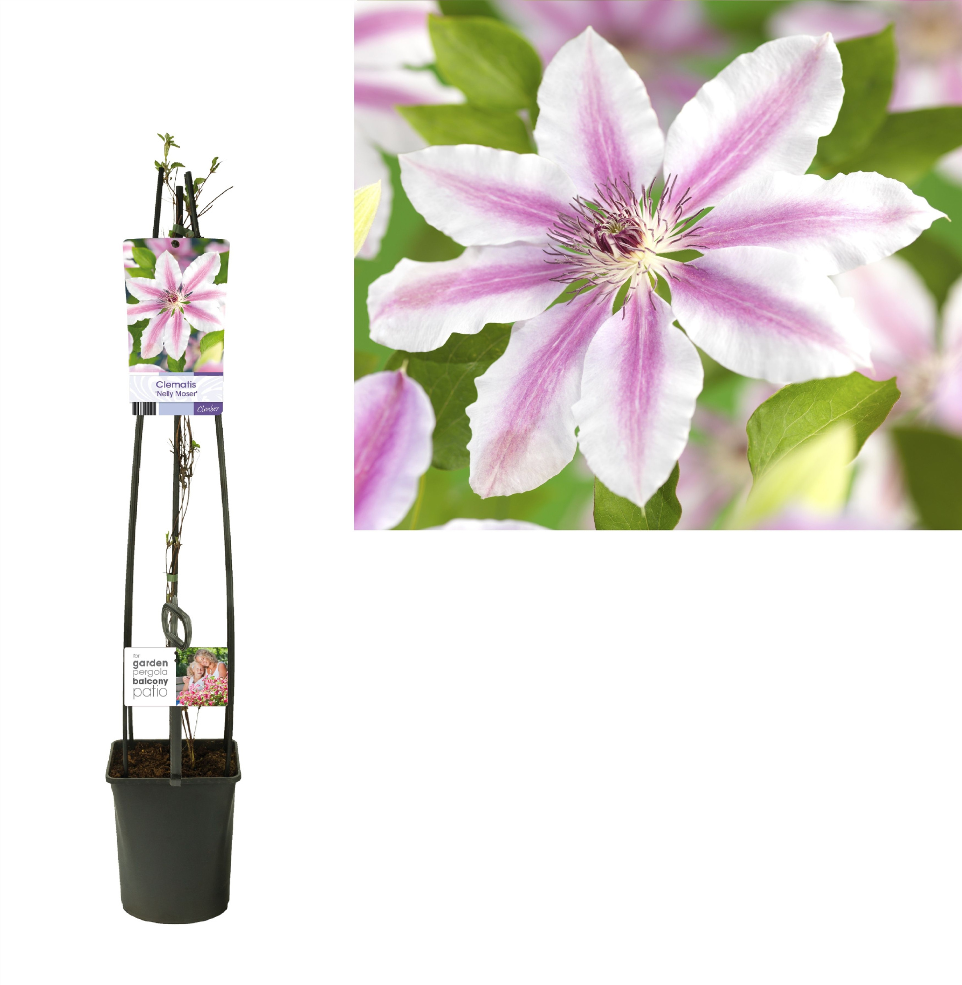 Clematis 'Nelly Moser' +light label, D 23 cm
