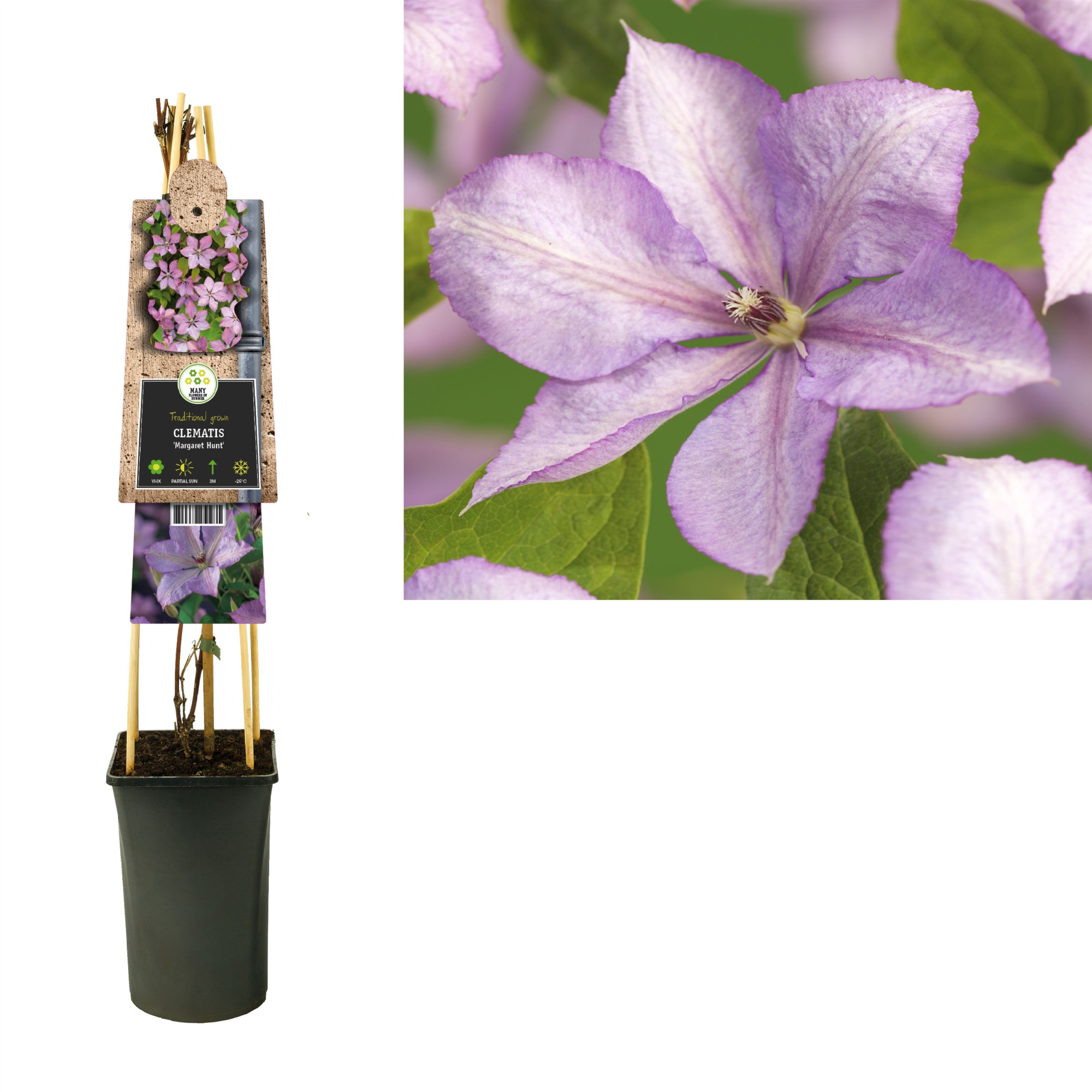 Clematis 'Margaret Hunt' +3.0 label, D 17 cm