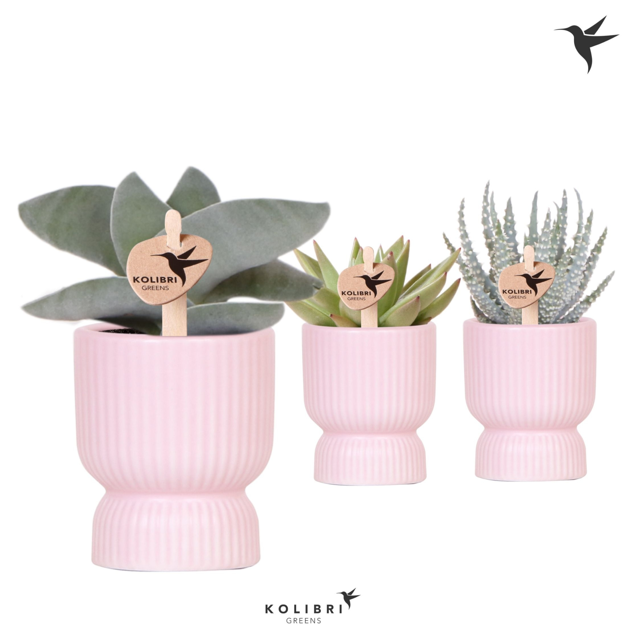 Kolibri Greens Succulenten mix in Diabolo pot pink, D 6