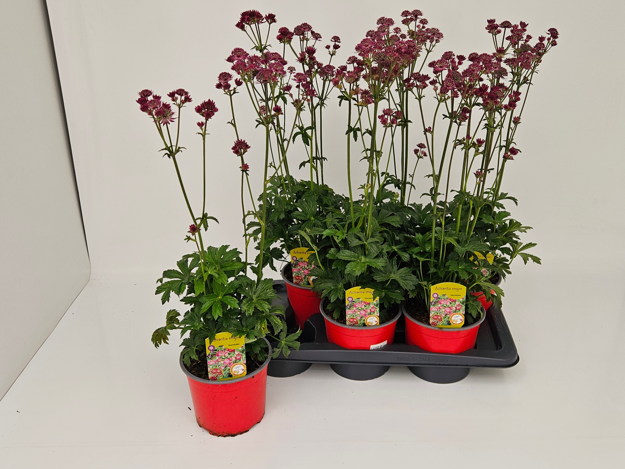 Astrantia major Mix T17, D 17 cm