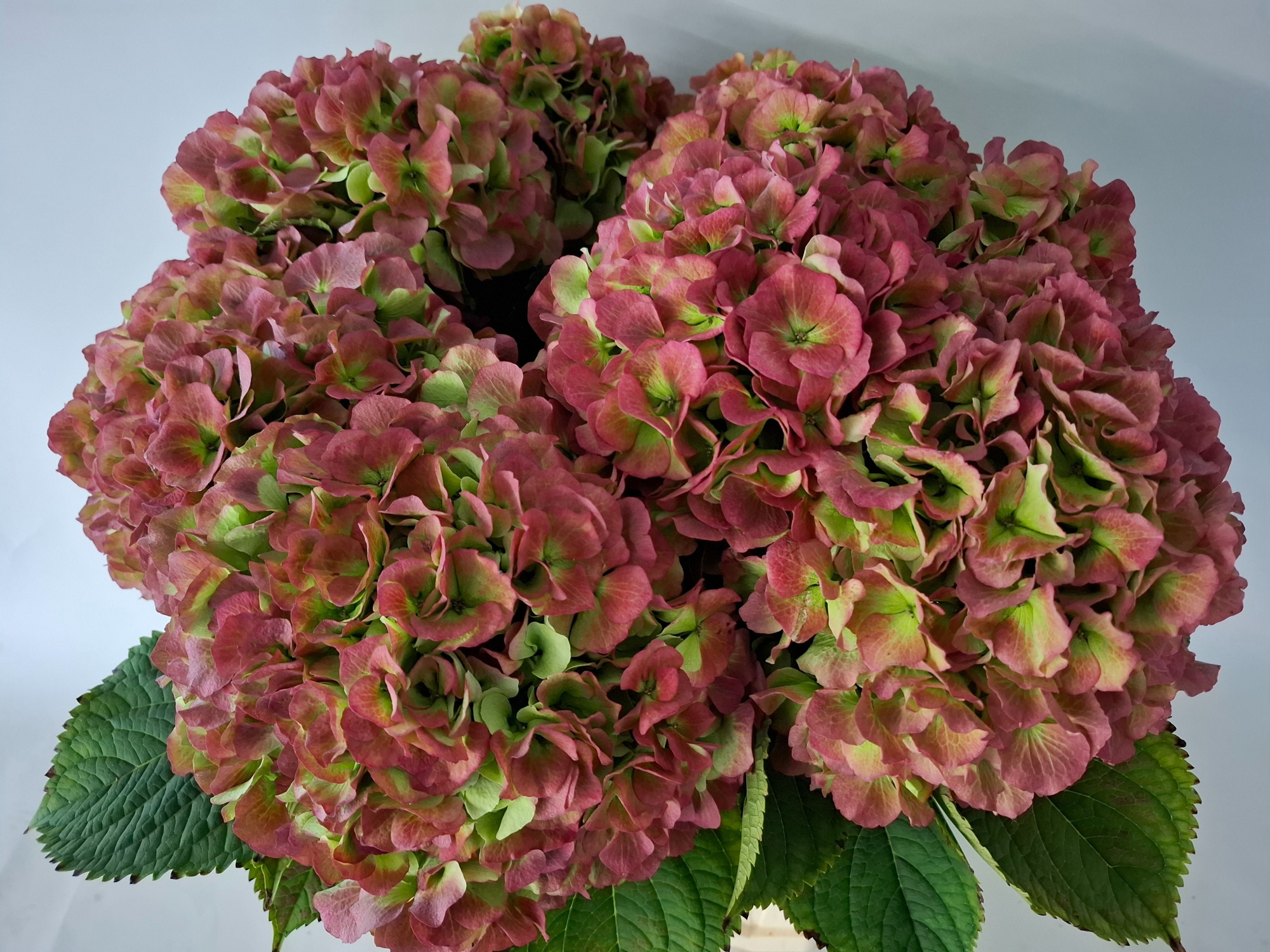 Гортензия Вайт Верена Классик 65, шт.