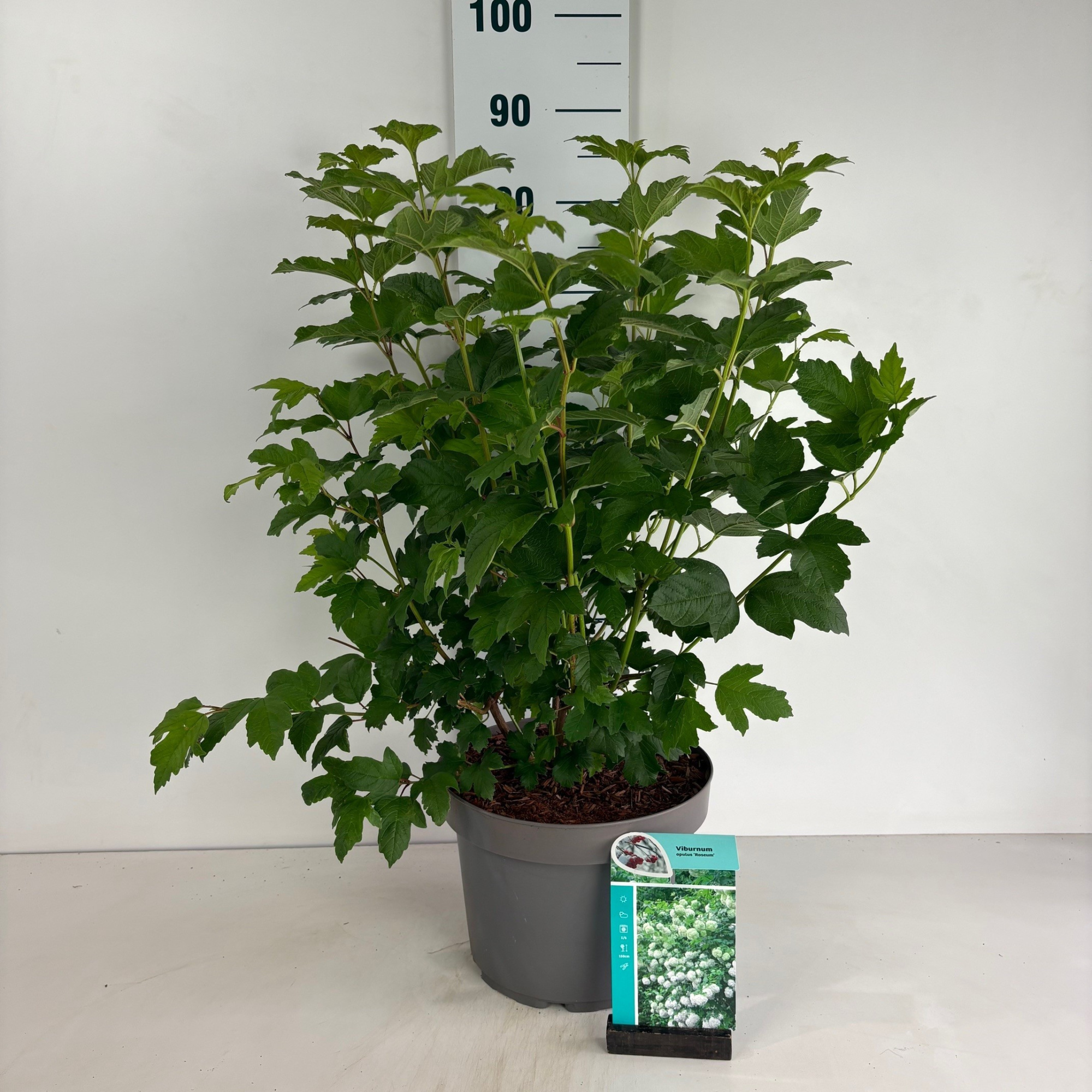 Viburnum opulus Roseum, D 29 cm