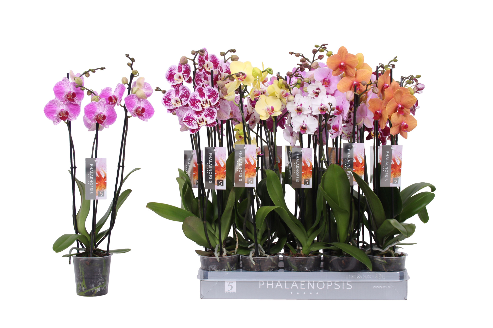 Phalaenopsis 7 color mix without white, 3-spike 22+, D 12 cm