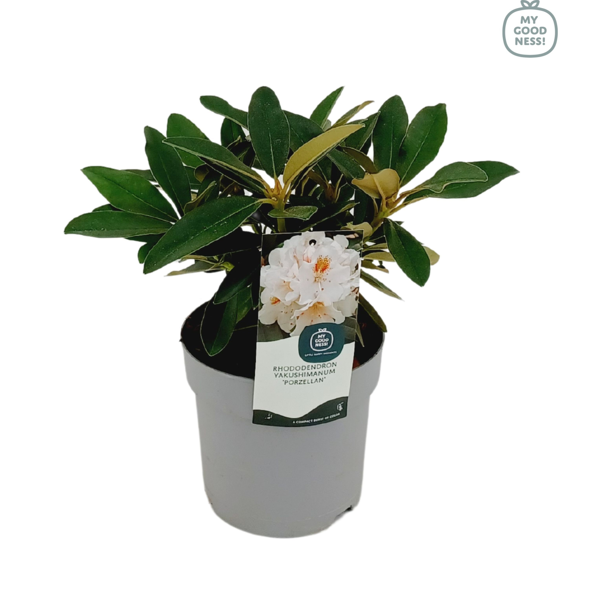 Rhododendron Yakushimanum 15-20 /1.5 liter 'Porzellan', D 15
