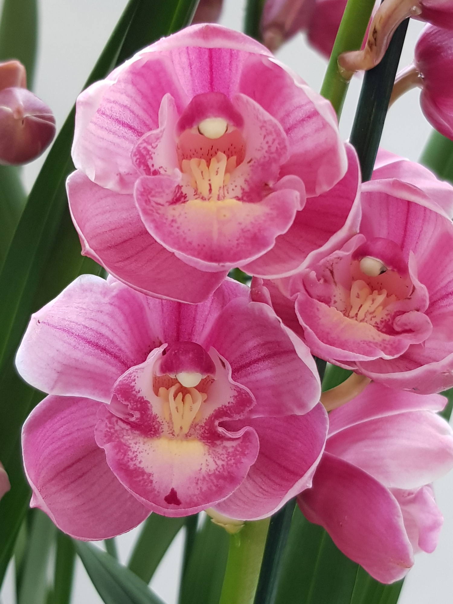 KINGofORCHIDS 4/5 Tak ABIGALE, D 14 cm