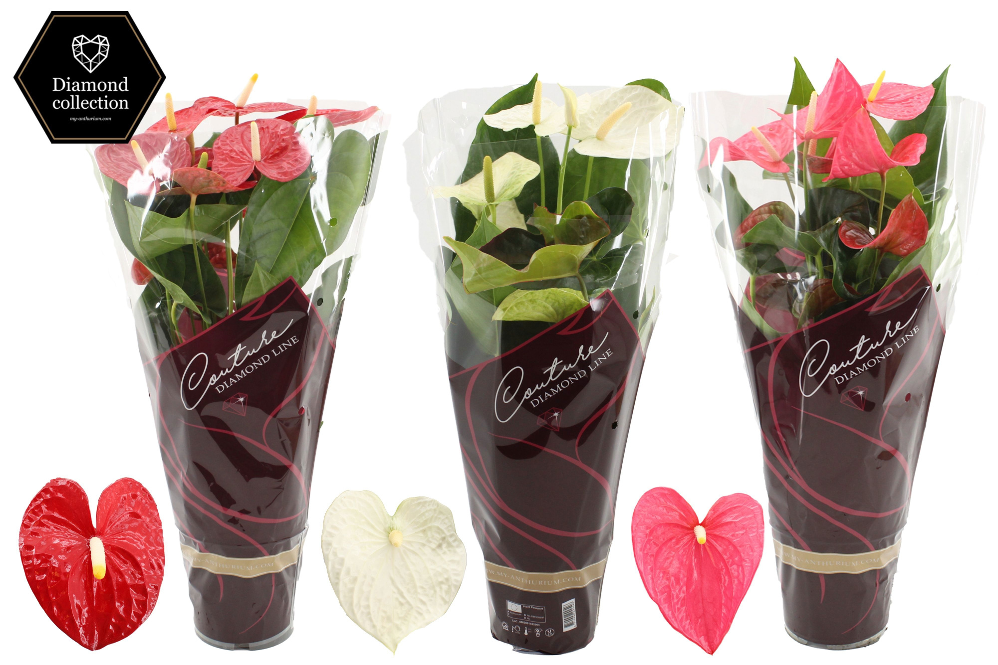 Anthurium 17 cm 3 color mix in Couture Diamond sleeve, D 17