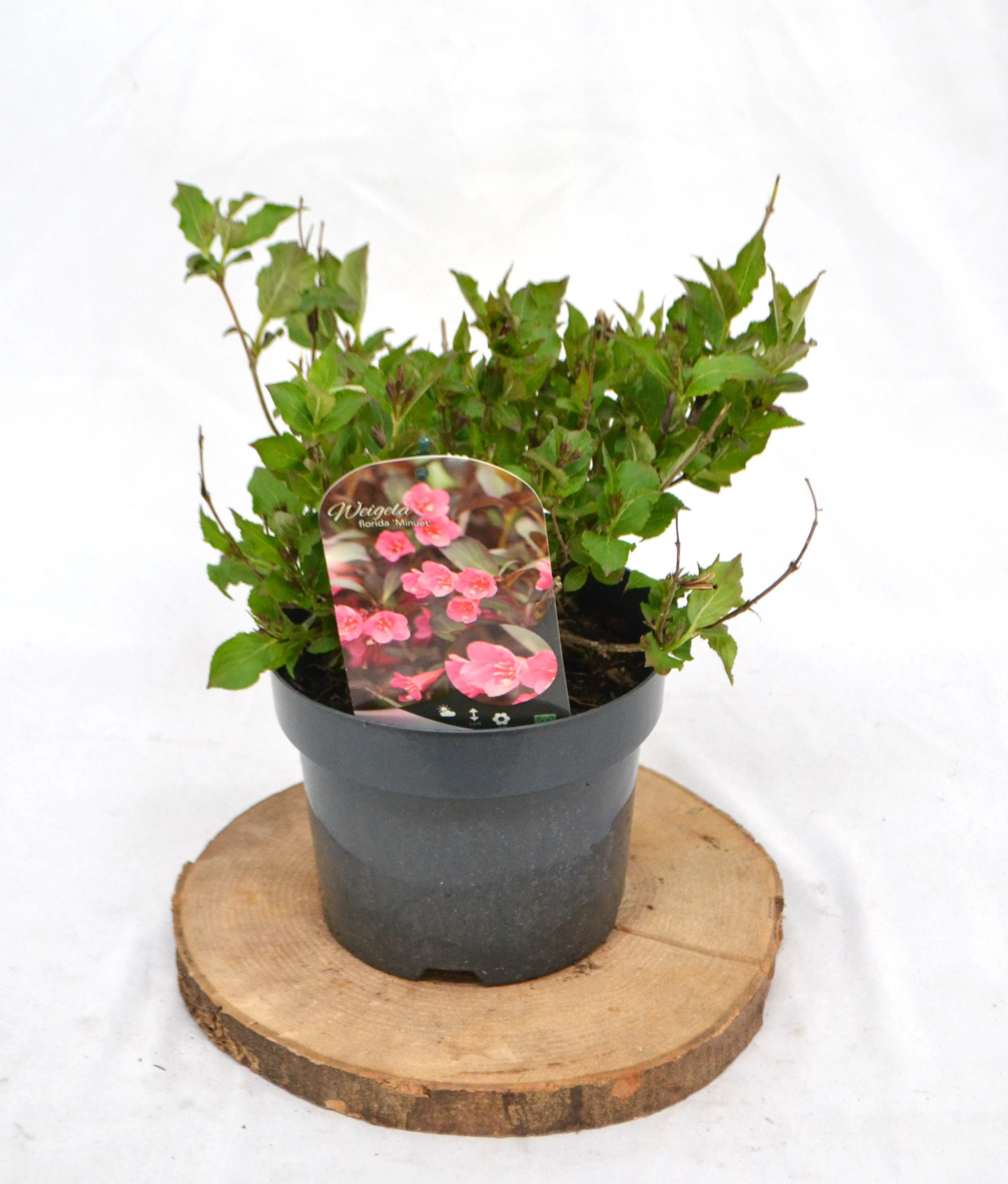 Weigela Minuet C2, D 17