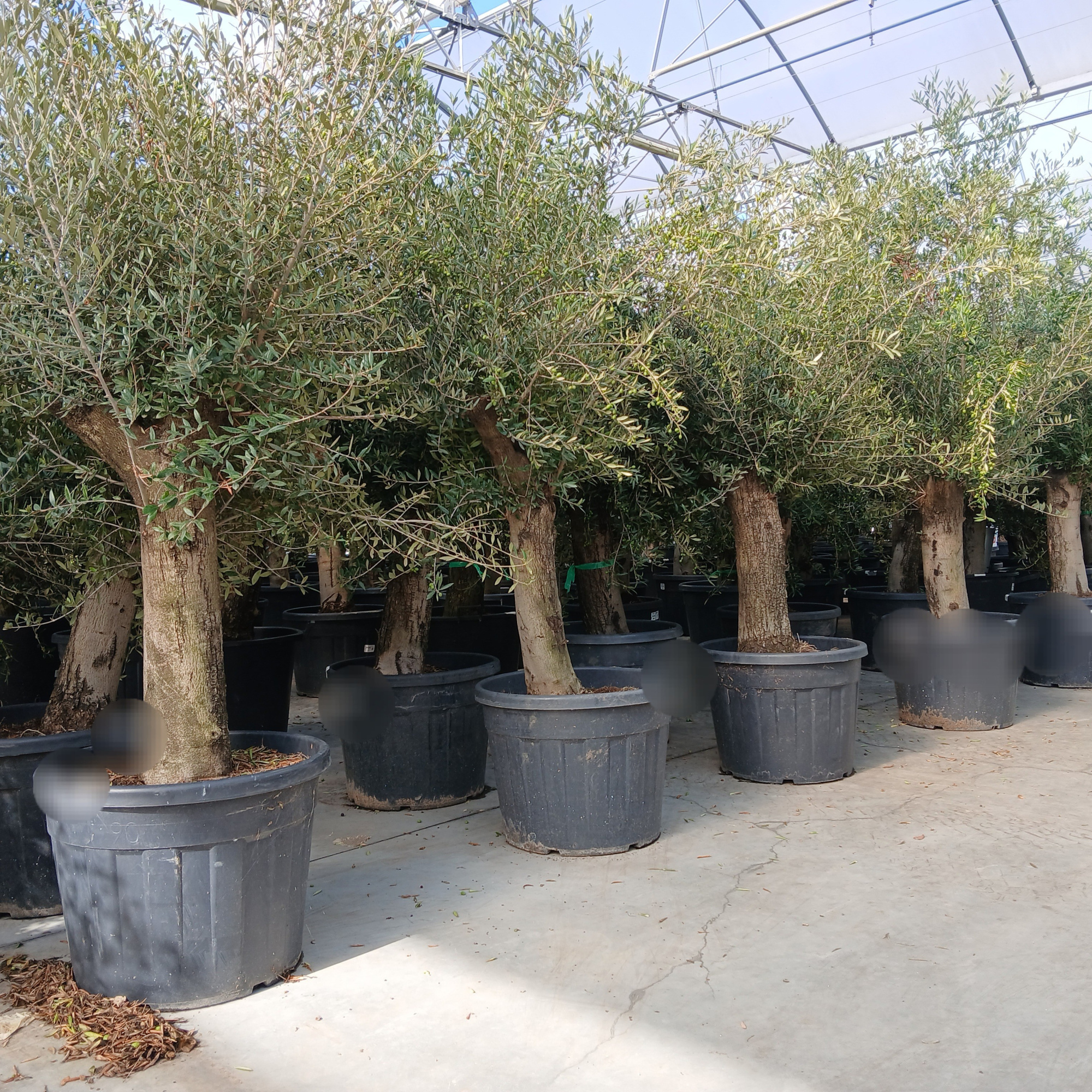 olea europaea, D 50 cm